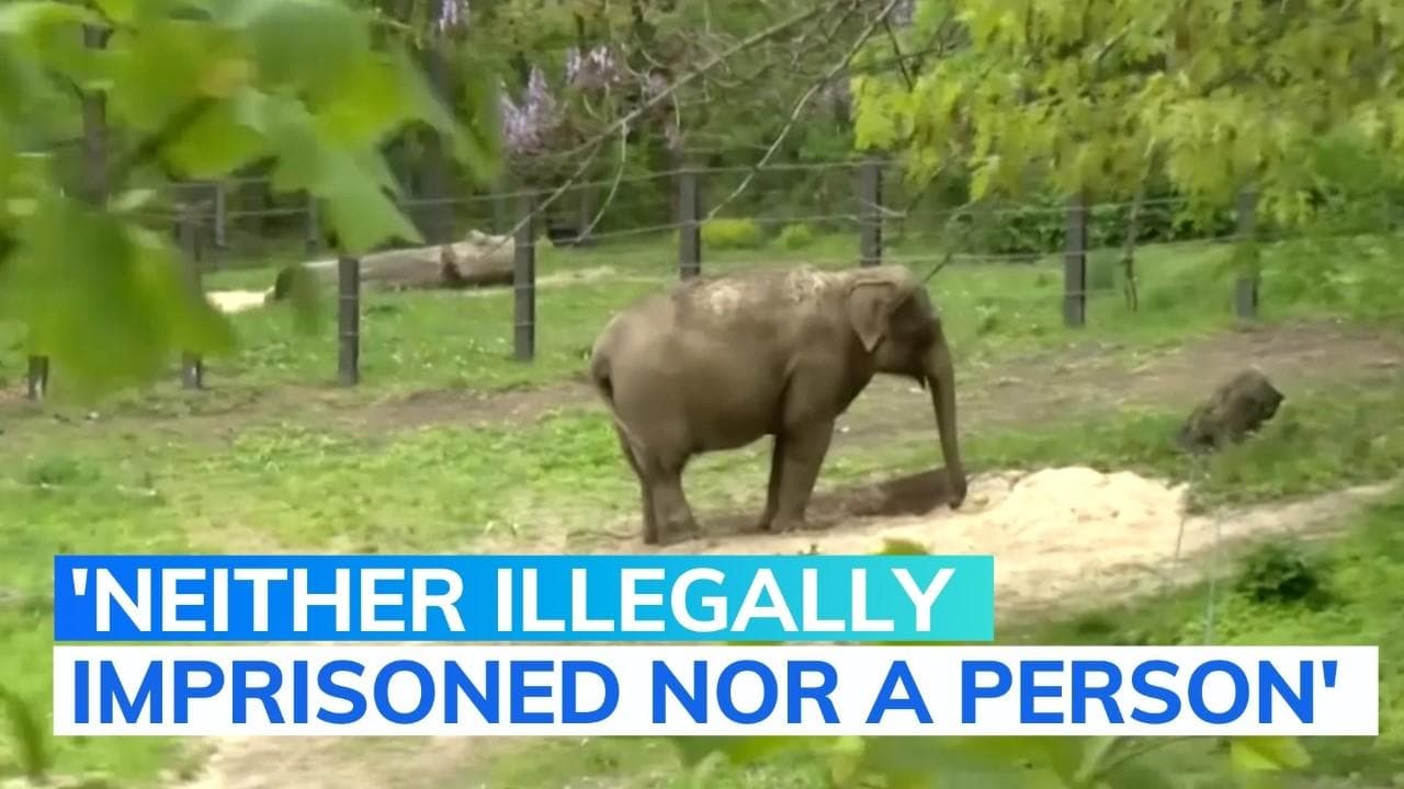 US court rules: Happy, the elephant is not a 'person'