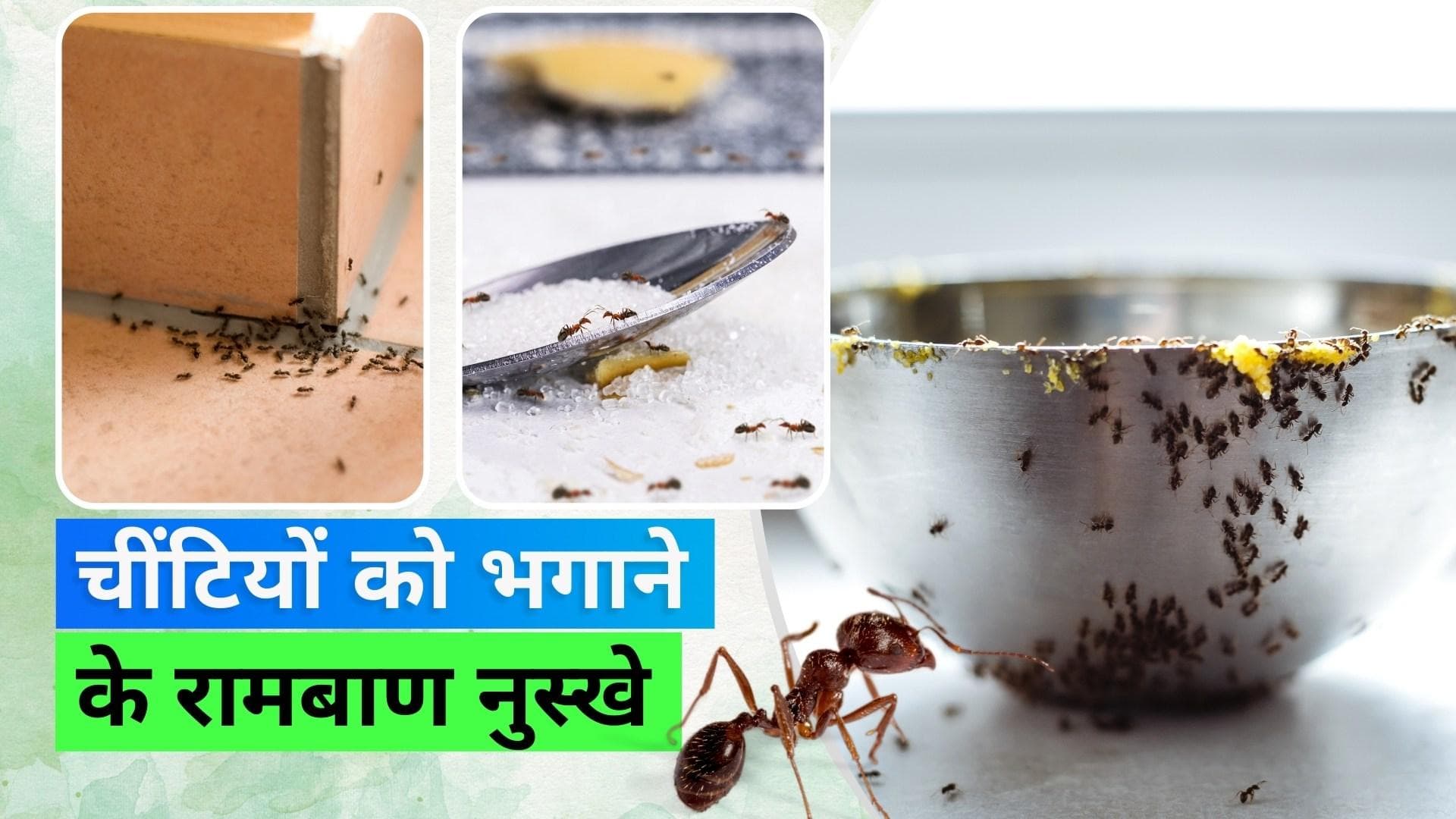 Monsoon 2023: घर में चींटियों ने नाक में दम कर दिया है तो ये 6 उपाय आएंगे आपके काम 