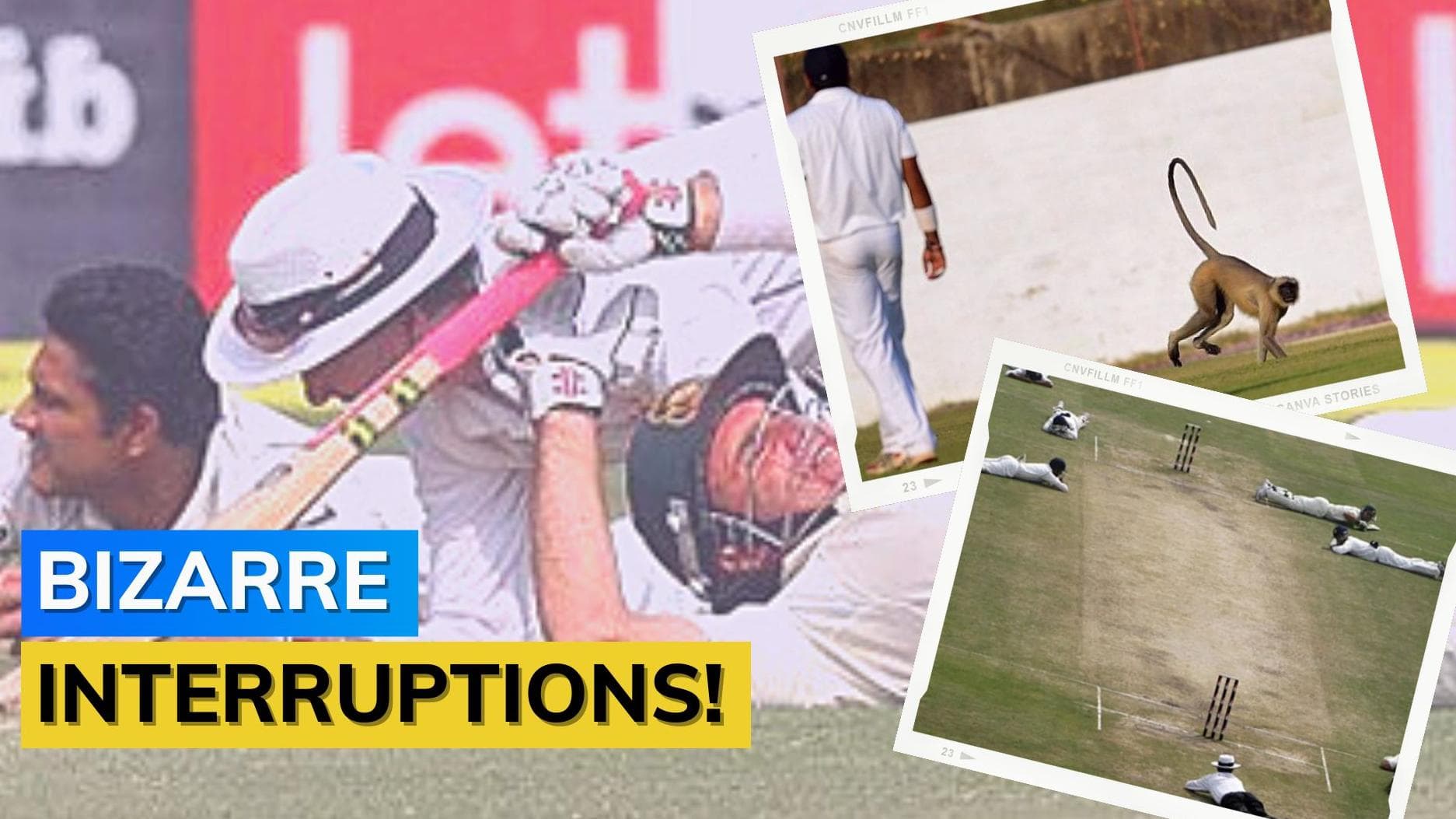 Pigs, Snakes, Monkeys! Unwelcome guests on the cricket ground