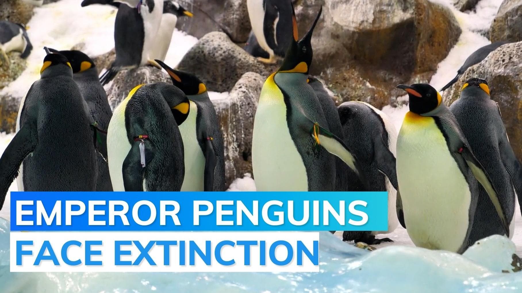Emperor penguins at risk of extinction due to climate change 