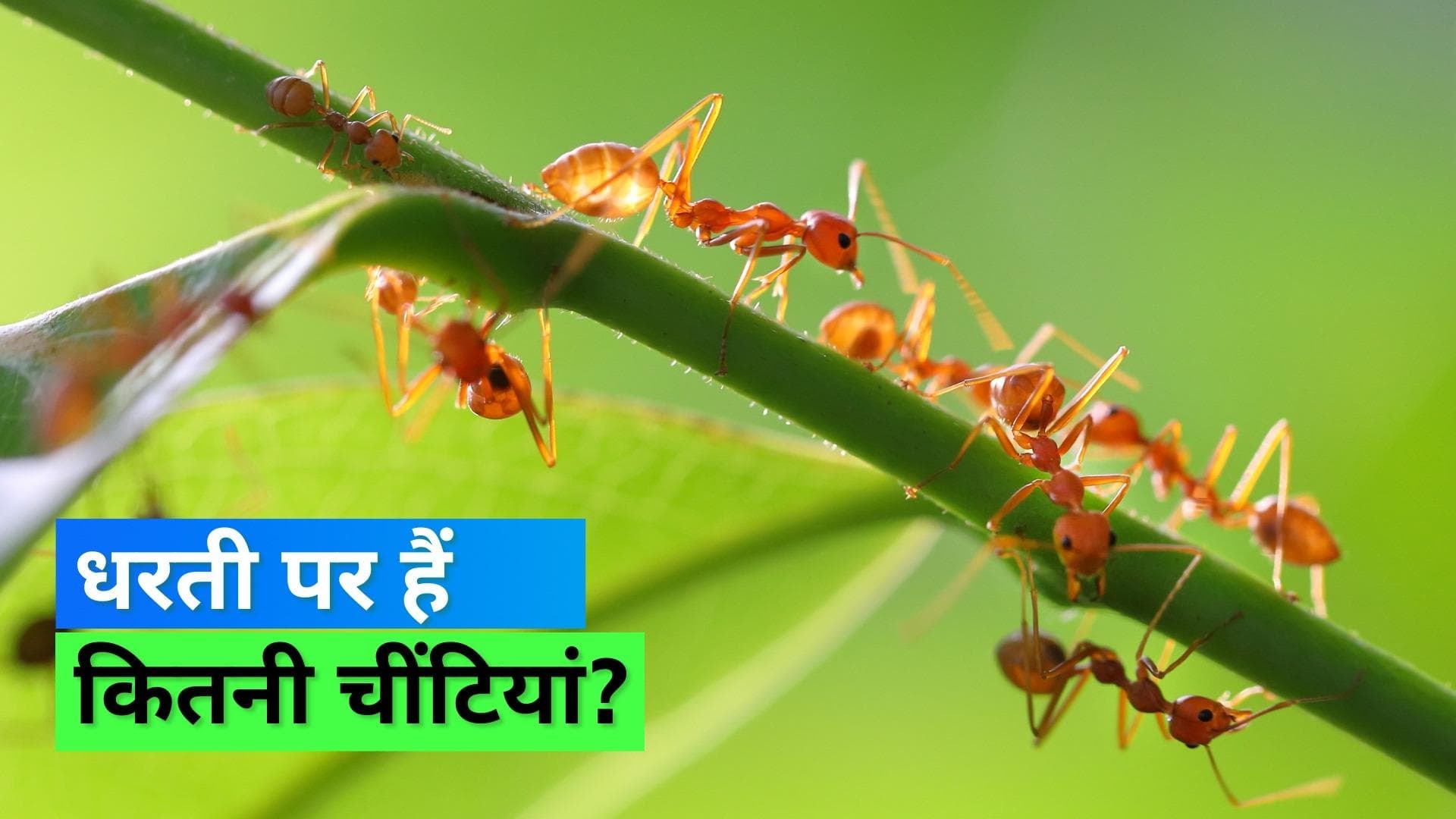Ant population: धरती पर मौजूद पूरी चींटियों की हुई गिनती, जानिये कितनी हैं चींटियों की संख्या!