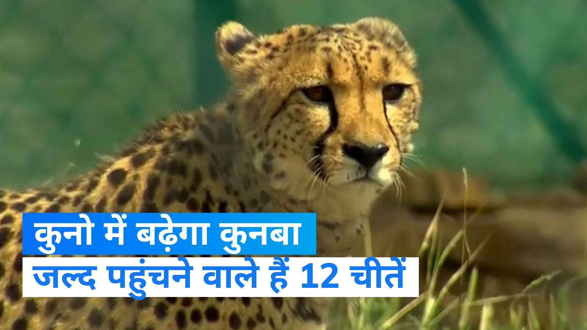 Kuno National Park: कुनो में फिर बढ़ेगा कुनबा, 8250 किमी का सफर तय कर भारत आएंगे 12 और चीते 
