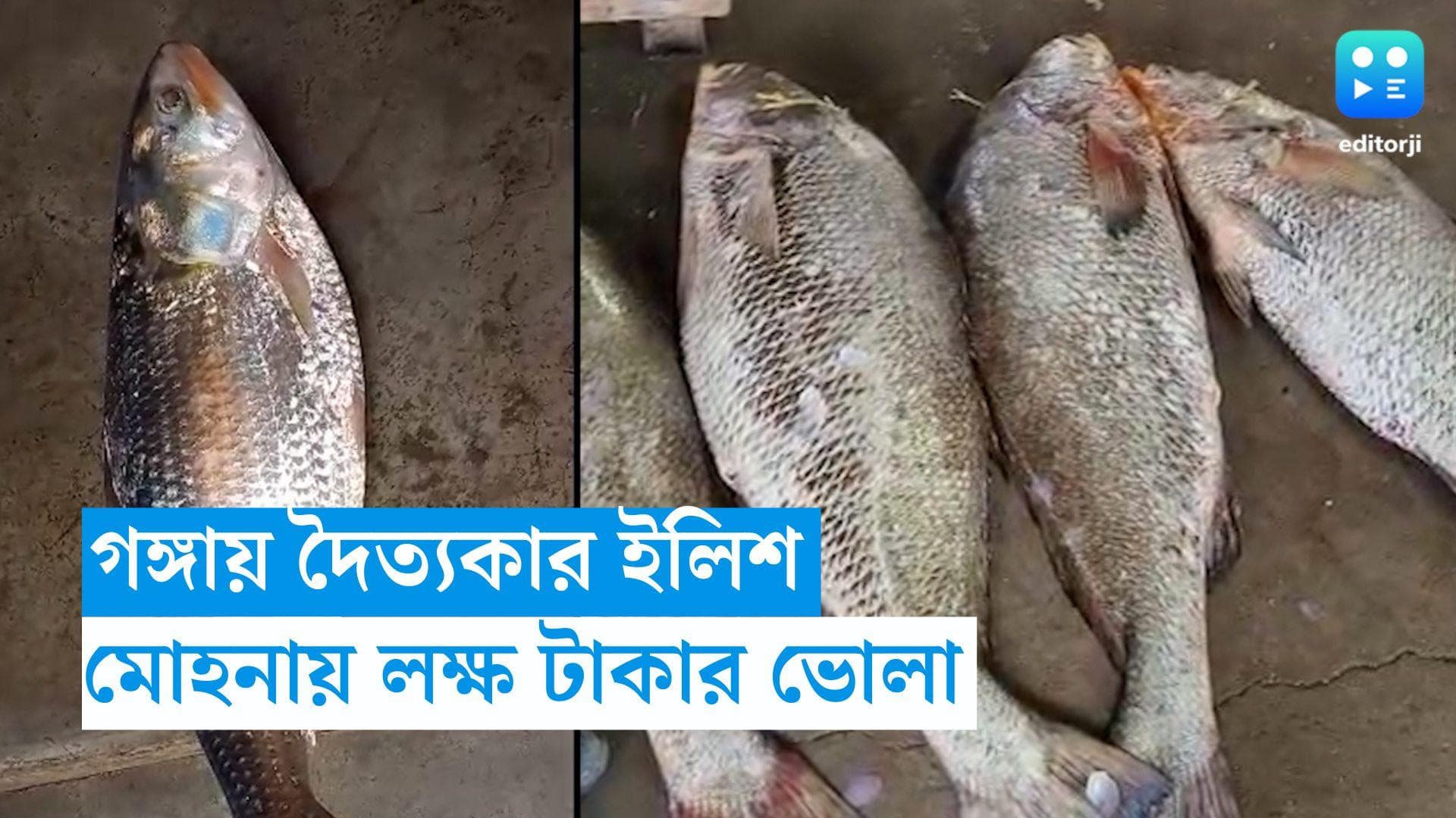 Hilsa And Telia Bhola Recovered: ৩ কেজির দৈত্যকার ইলিশ গঙ্গায়, দিঘার মোহনায়ও লক্ষ টাকার তেলিয়া ভোলা 