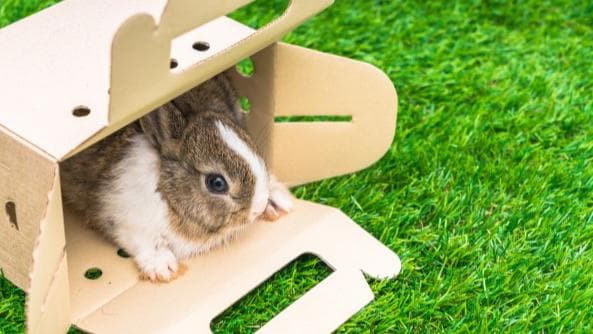 France to ban use of mink farms, wild animals in travelling circuses 