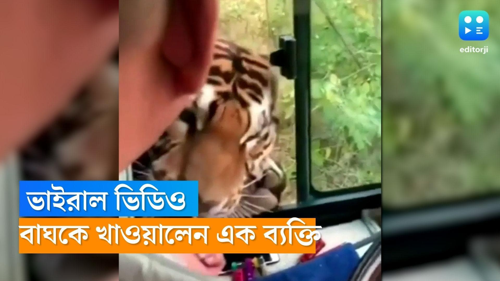 Tiger Viral Video : বাসের জানলা খোলা, খাবারের প্রলোভন দেখাতেই ছুটে এল বাঘ, তারপর ?