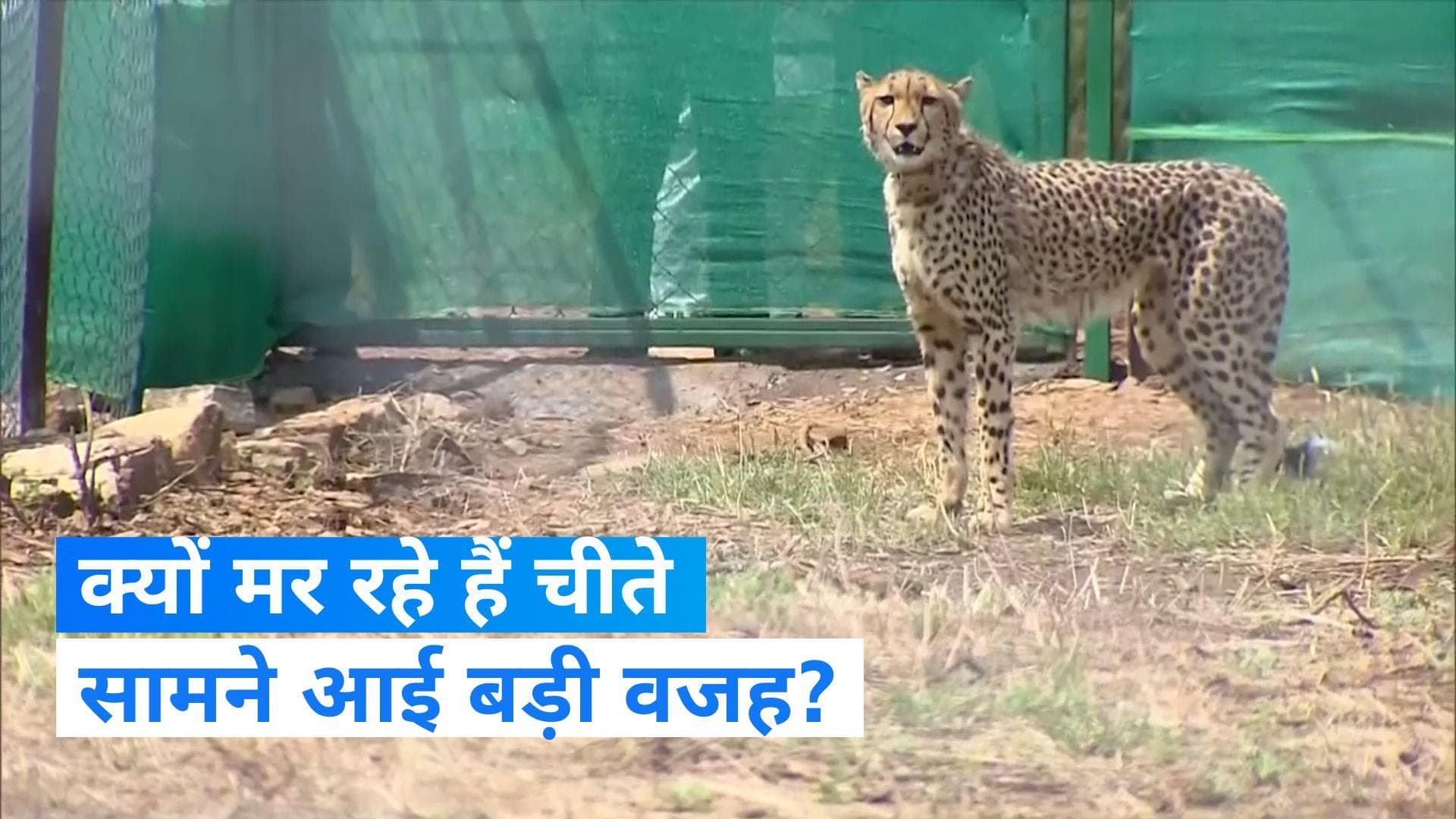 Kuno National Park: कूनो नेशनल पार्क में क्यों मर रहे हैं चीते? सामने आई चौंकाने वाली वजह...