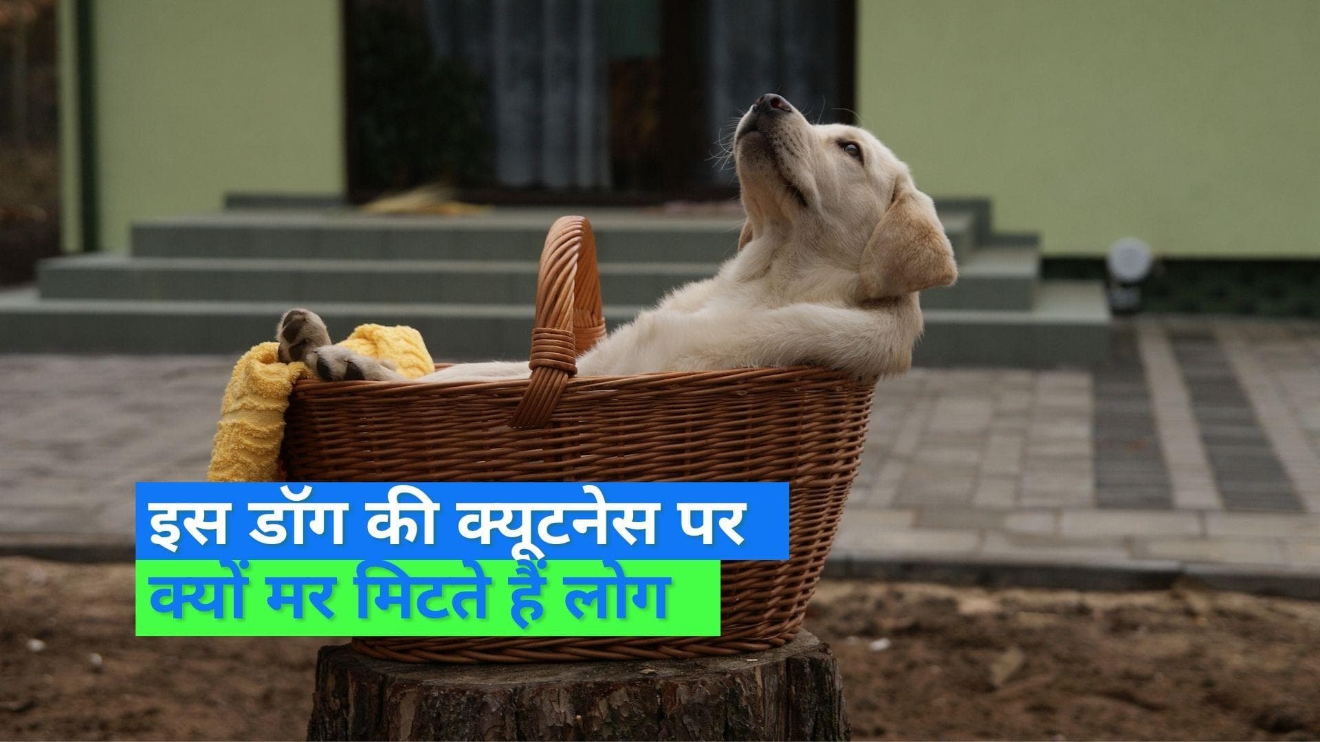 Labrador a loving pet: क्यों Labrador को कहा जाता है फैमिली डॉग