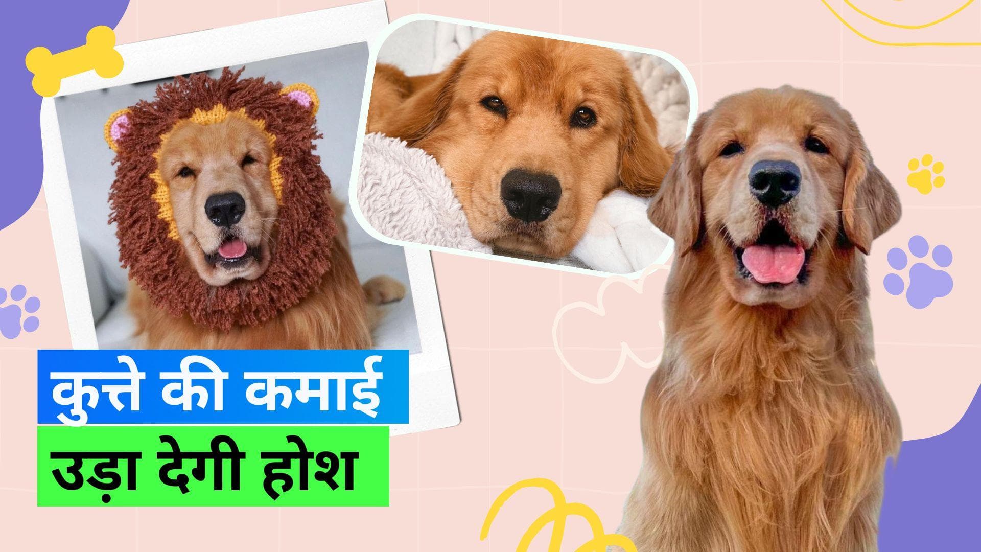 Golden Retriever: 8 करोड़ रुपये कमाता है ये कुत्ता, इसकी क्यूटनेस के फैन हैं लाखों लोग
