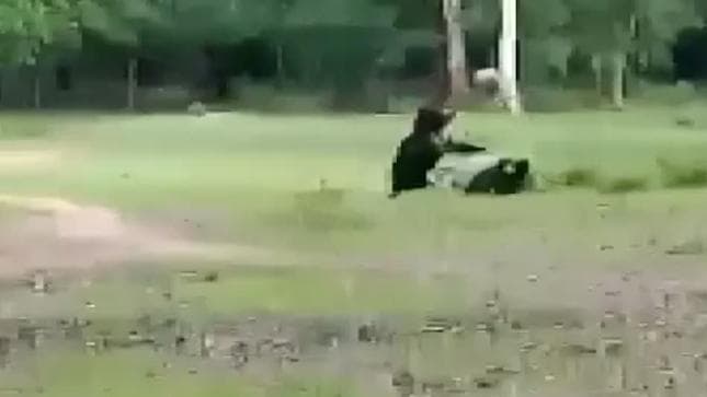 Watch: Momma bear, cub play football, video goes viral