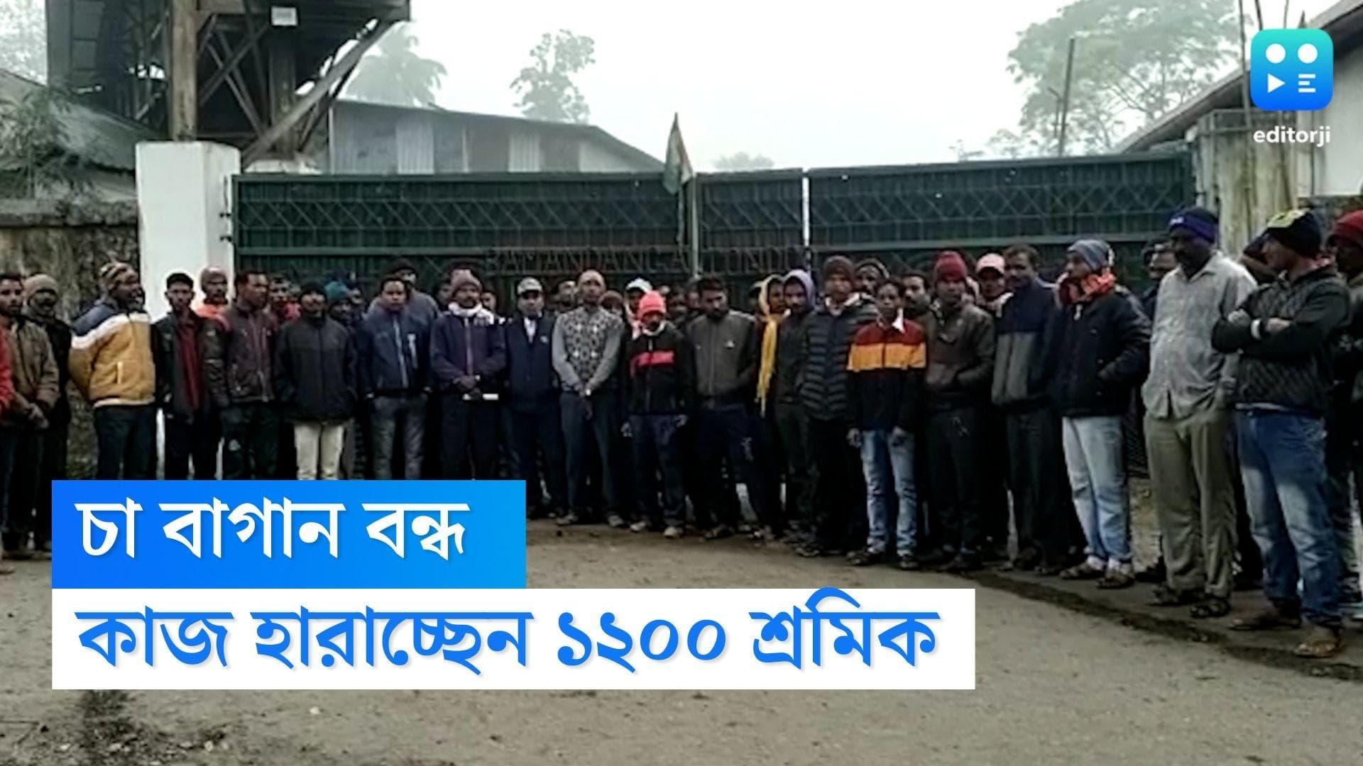 Jalpaiguri Tea Garden : চা বাগানে লক-আউট নোটিস, বছর শেষে কাজ হারালেন ১২০০ শ্রমিক