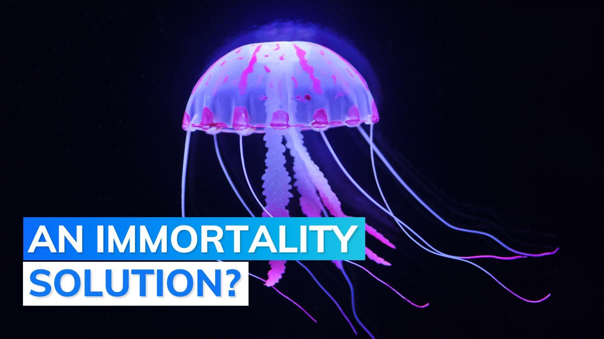 A Jellyfish for immortality is all we need. Do we?