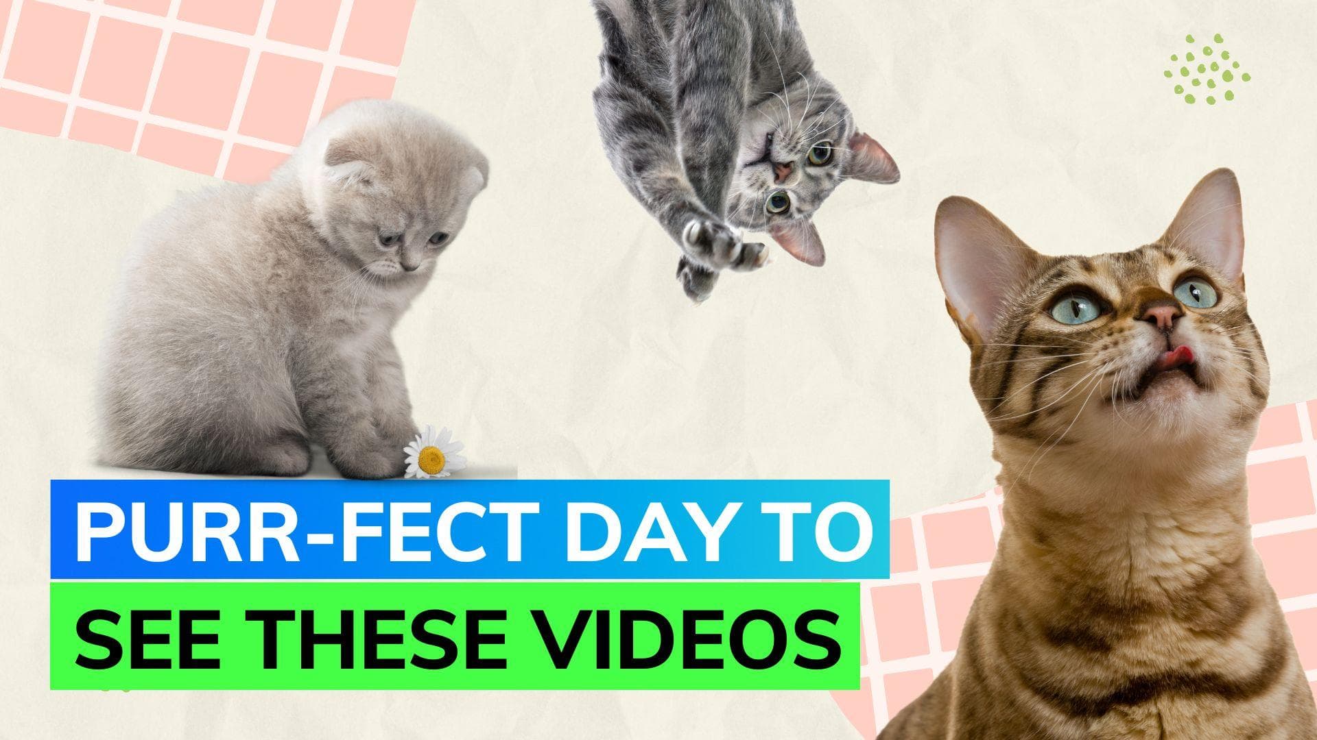 International Cat Day 2023: These videos of furry felines are here to make your day