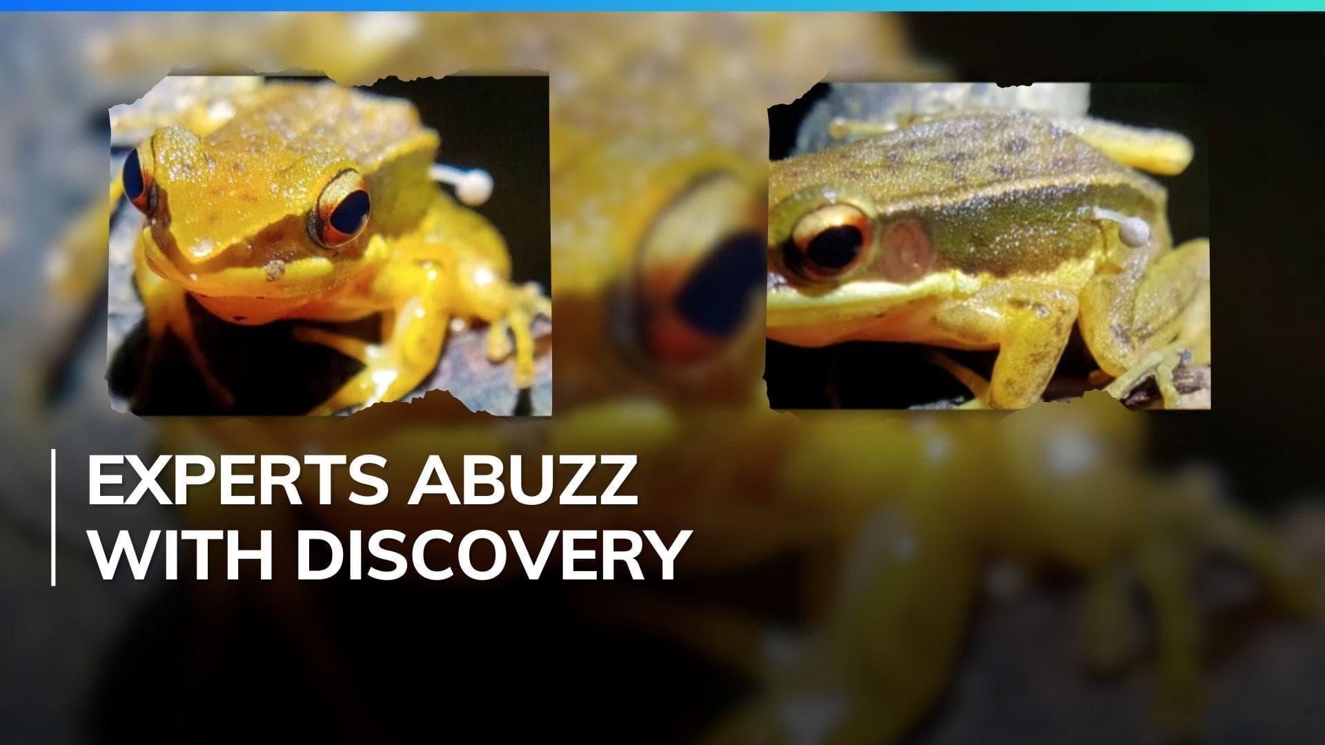 Scientists find mushroom growing on live frog in India 