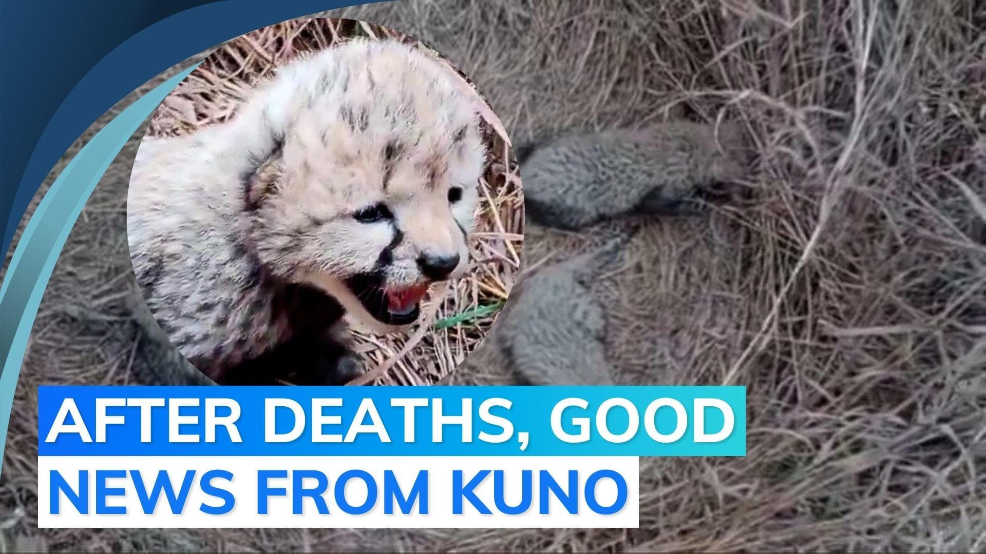 Namibian cheetah Asha gives birth to three cubs at Kuno National Park in Madhya Pradesh