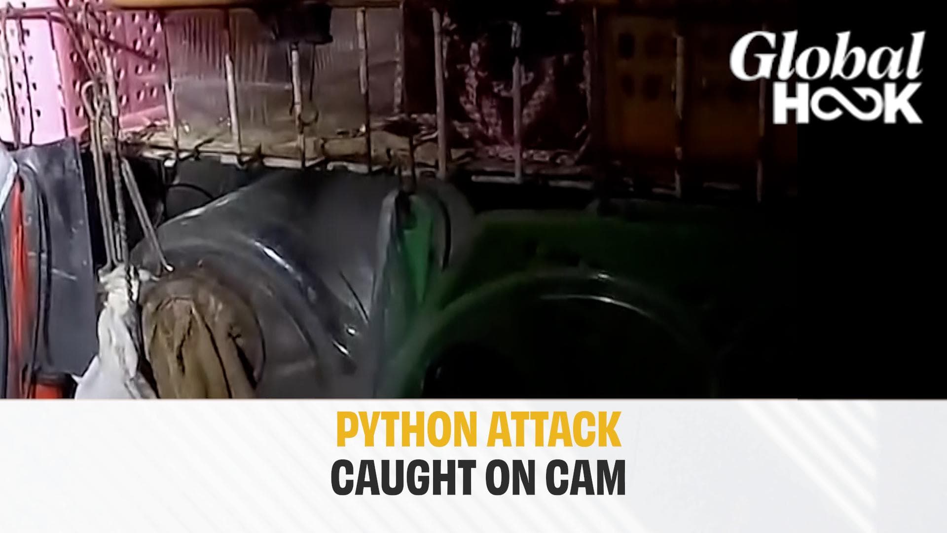 Thailand Woman Rescued Two Hours After Being Coiled By python