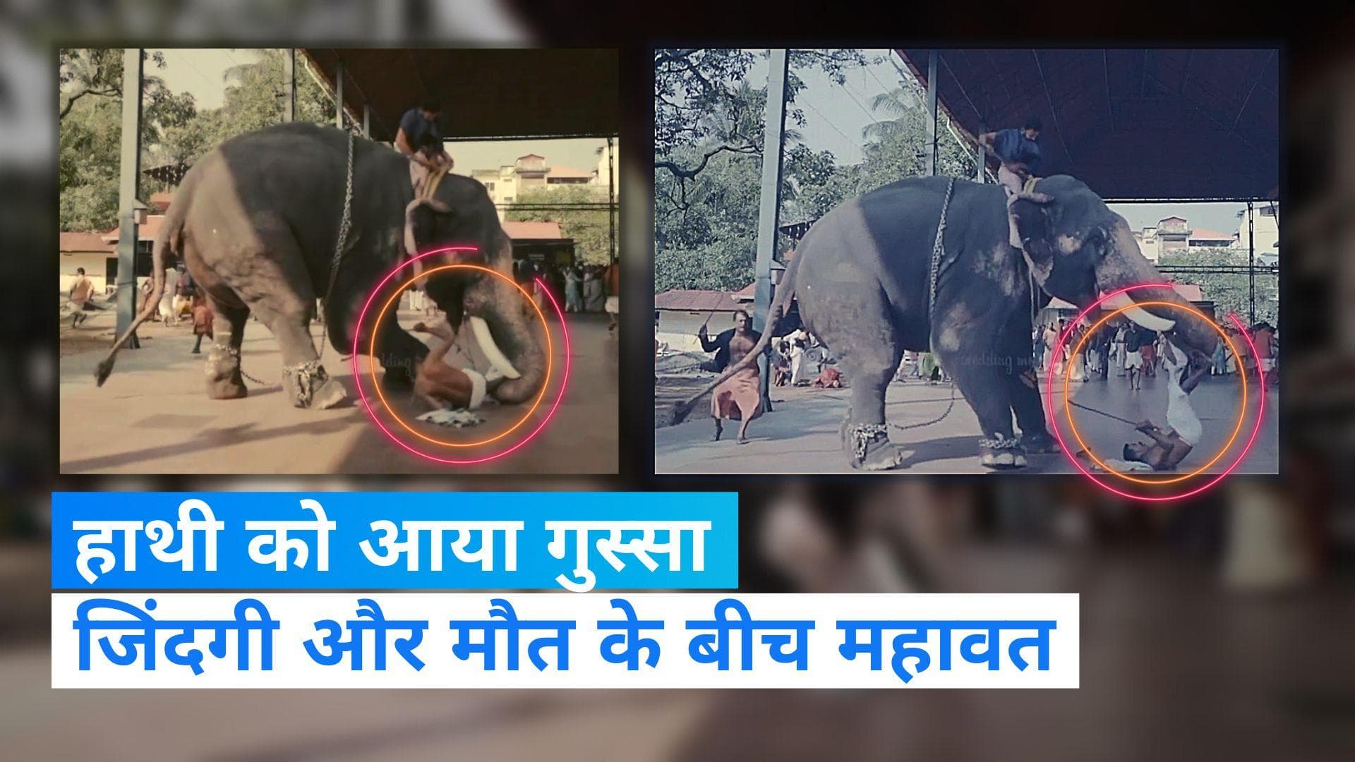 Photoshoot के दौरान गुस्सा में आया पीछे खड़ा हाथी, महावत को उठाकर पटका और फिर...