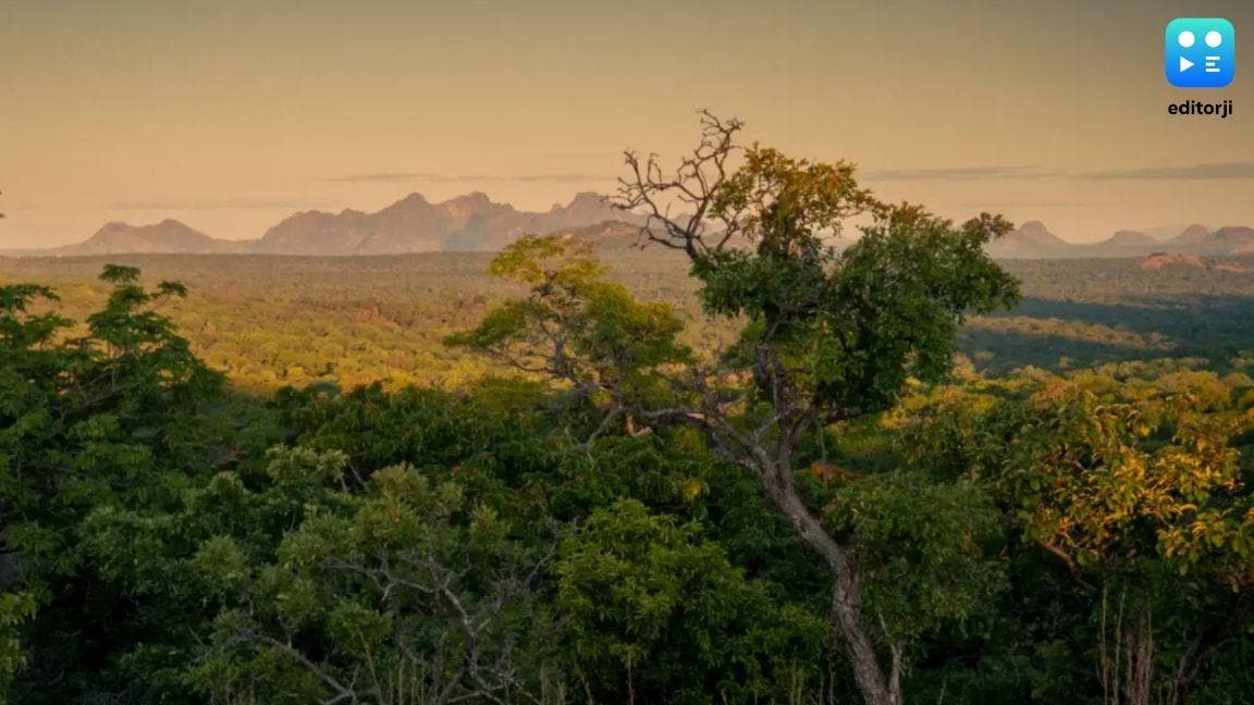 Discover the Miombo Woodlands: Africa's ecological treasure