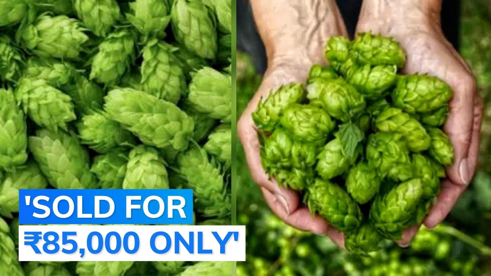 Here's how much you will have to pay to buy world's most expensive plant