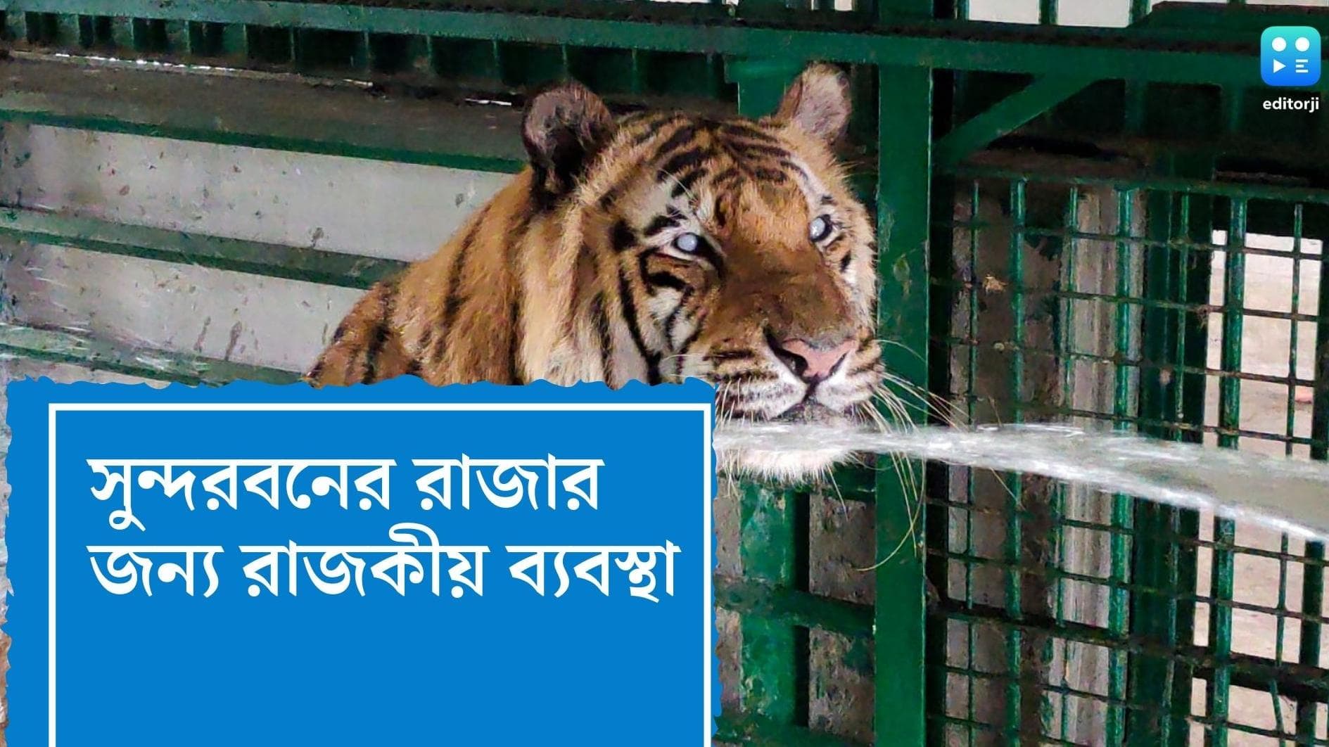 Royal Bengal Tiger : চলছে বাথটাবে স্নান, পাখার তলায়, ওআরএস খেয়ে দিন কাটছে সুন্দরবনের রাজার 