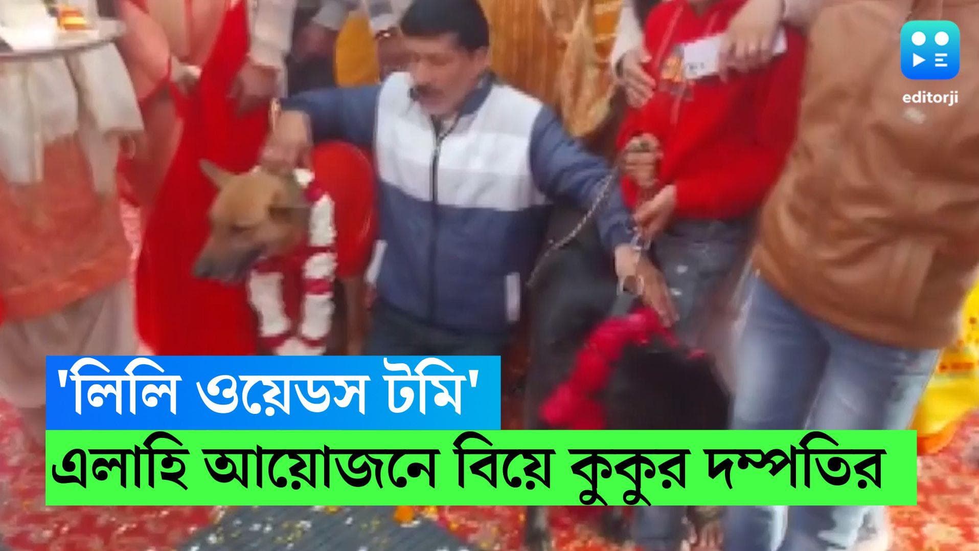 Dog Wedding: লিলি ওয়েডস টমি! সাতপাক ঘুরে, মালাবদল করে ভারতীয় রীতিতে বিয়ে সারল ‘কুকুর দম্পতি’ 