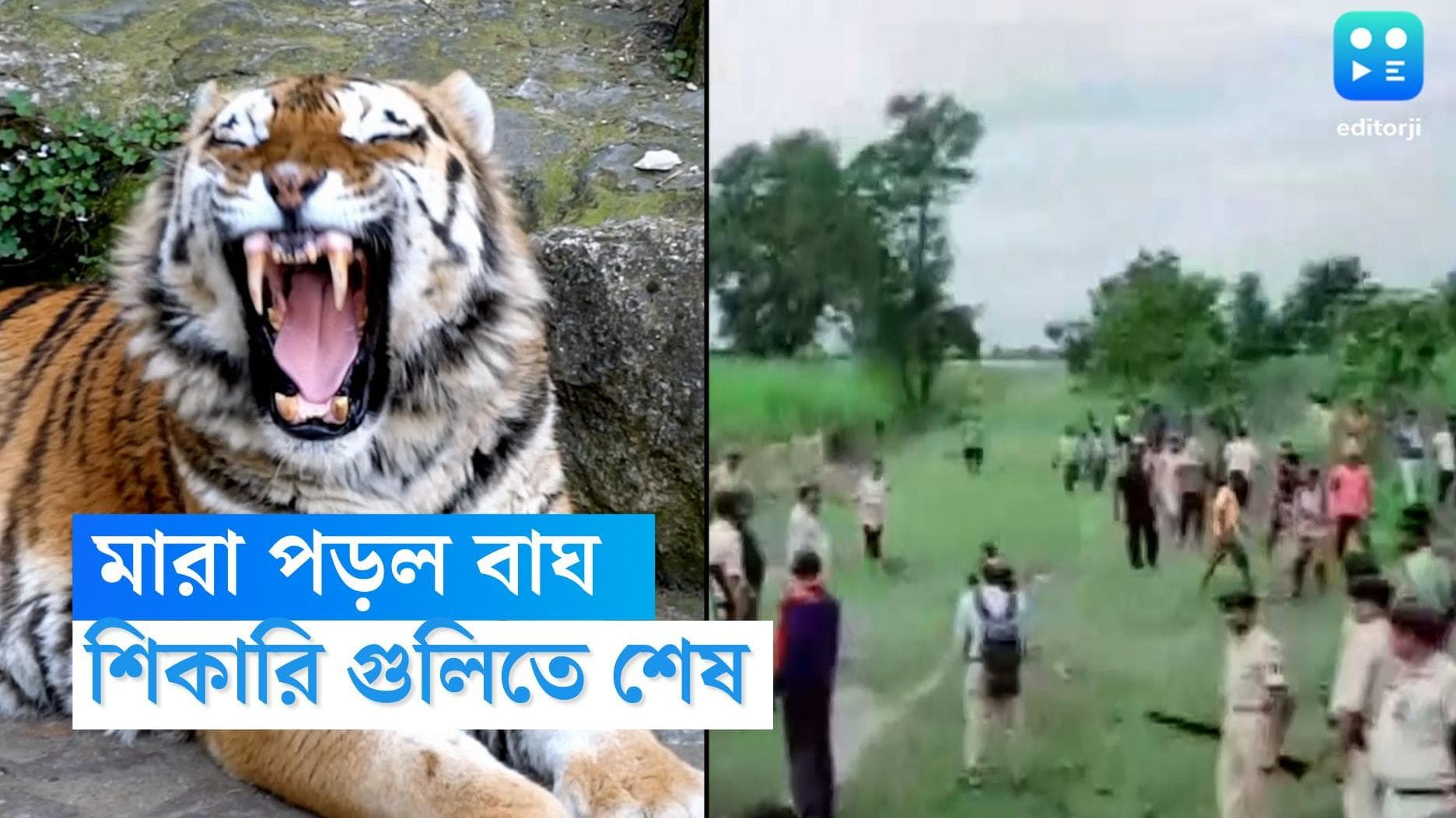 Tiger killed in Bihar: ৯ জনকে মেরে অবশেষে ক্ষান্ত হল বিহারের মানুষখেকো, লোম ছিঁড়ে উল্লাস গ্রামবাসীদের