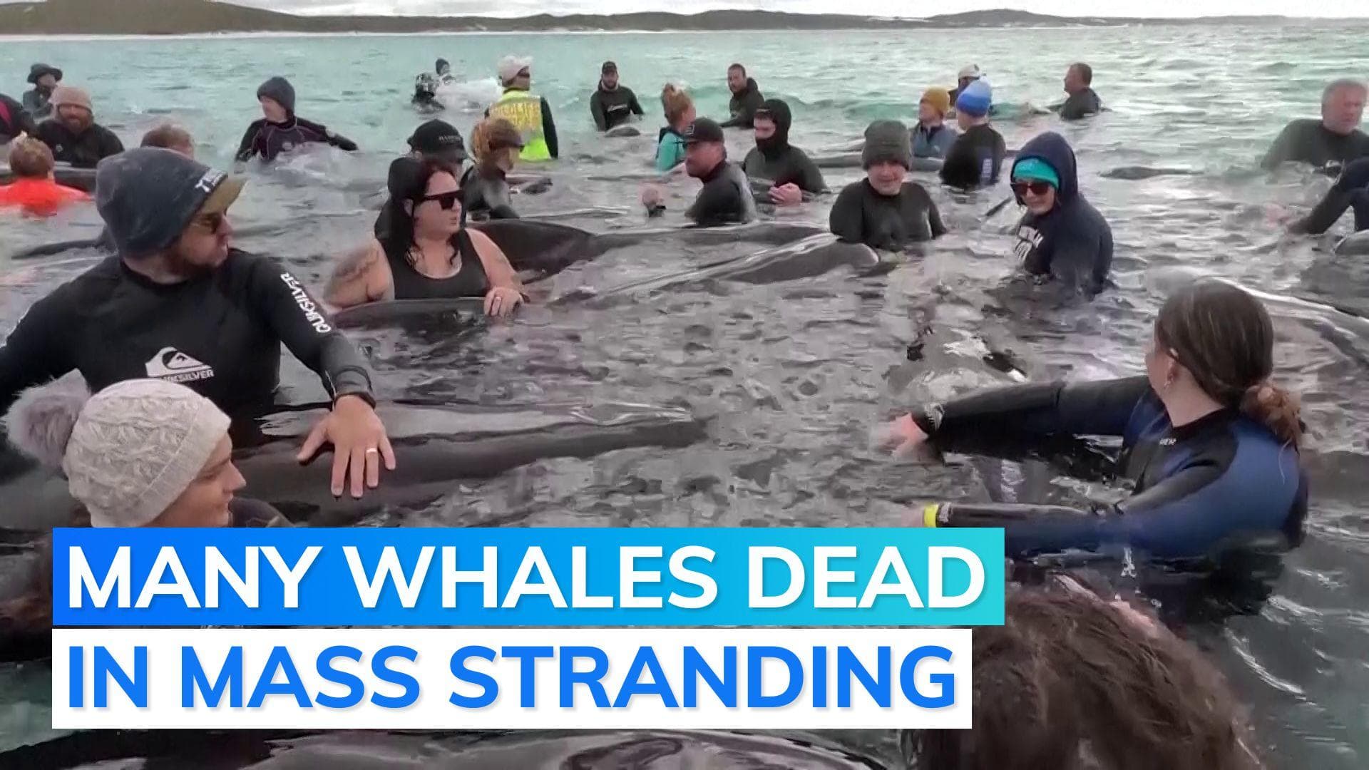 Pod of pilot whales beached on Australian beach