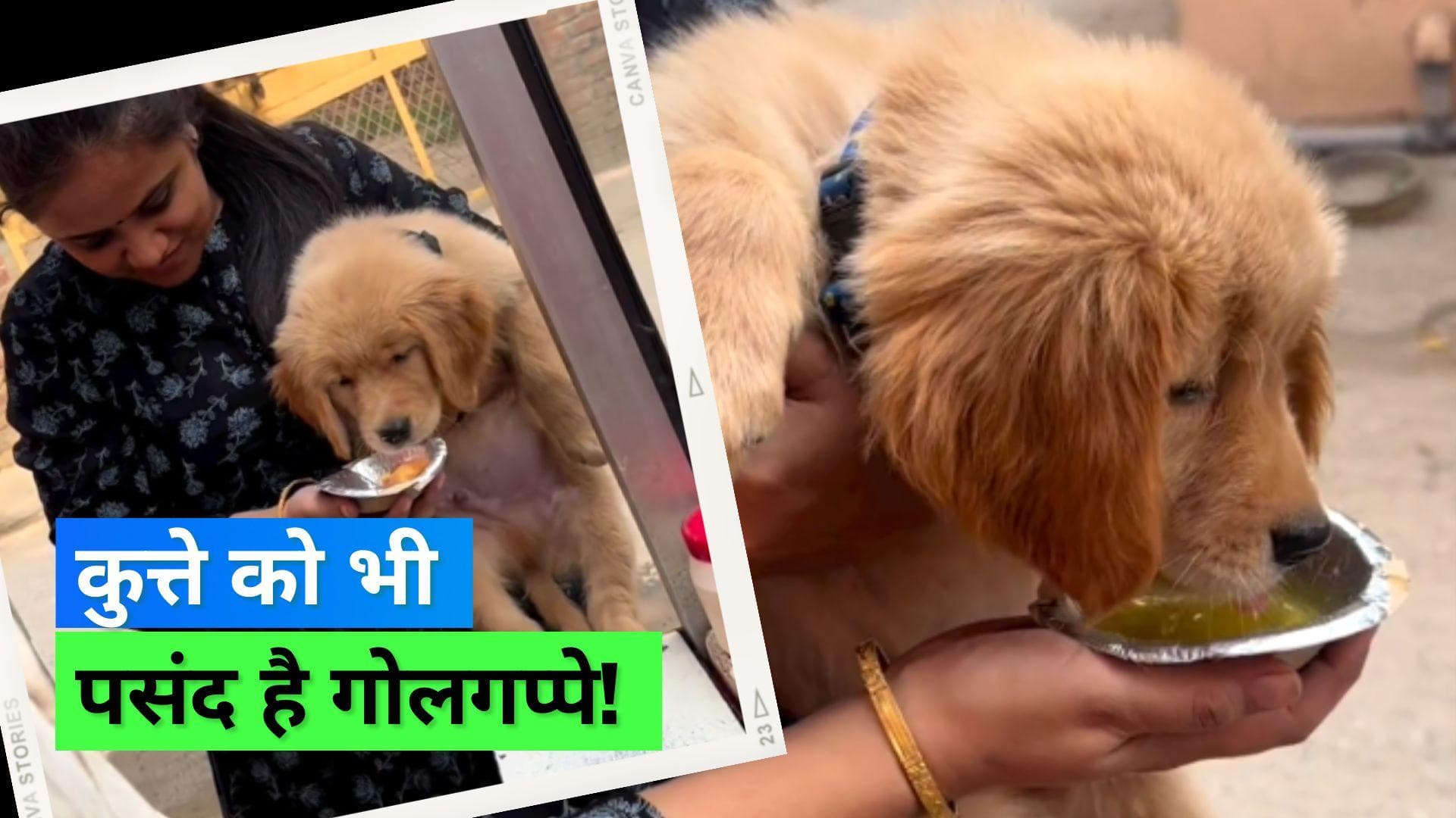Viral Video: महिला ने अपने डॉगी को दी गोलगप्पे की ट्रीट, वीडियो देख इंटरनेट यूज़र्स ने लगा दी क्लास