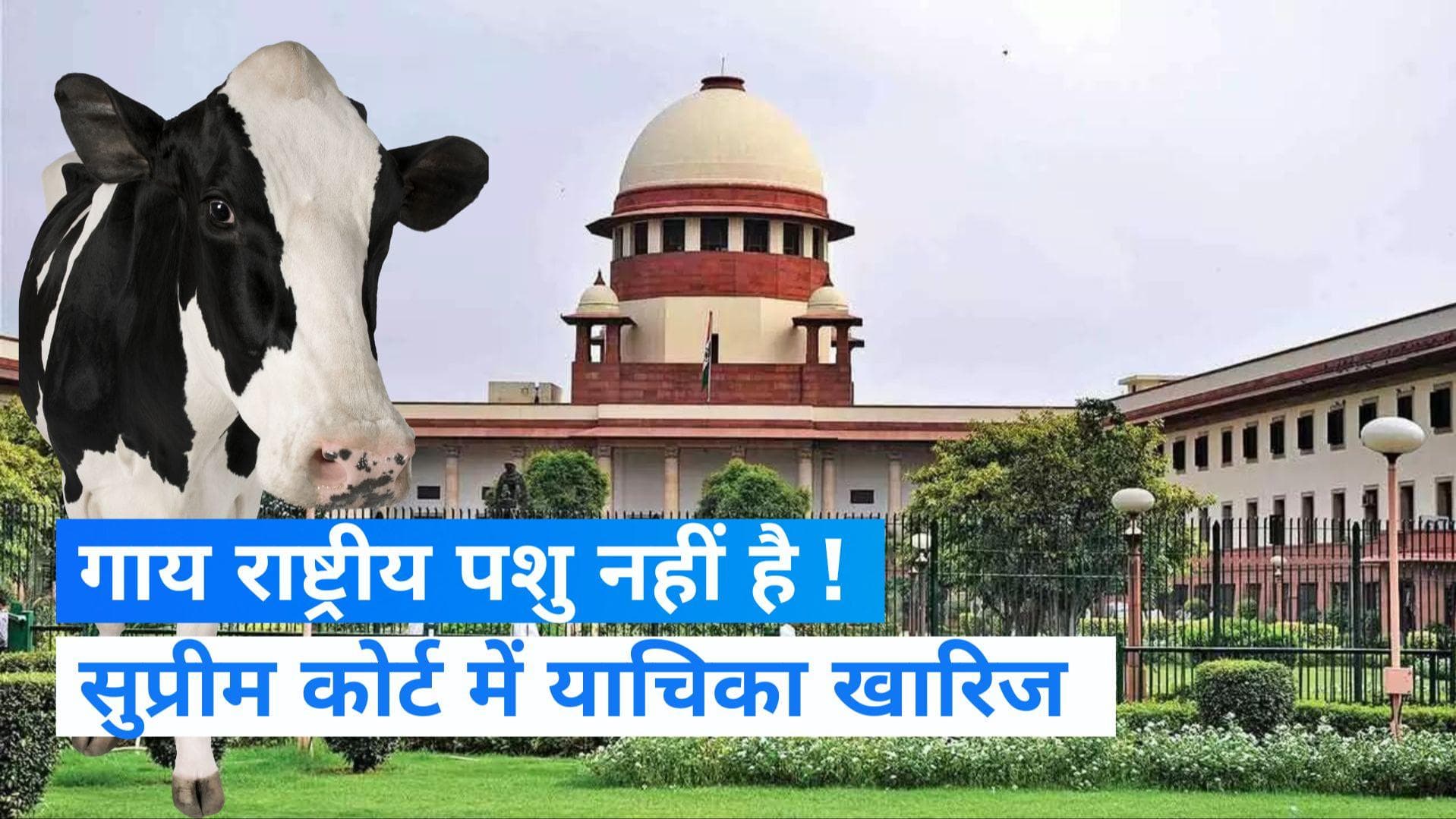 Cow National Animal : गाय को राष्ट्रीय पशु घोषित करने वाली याचिका SC में खारिज, NGO को लगी फटकार