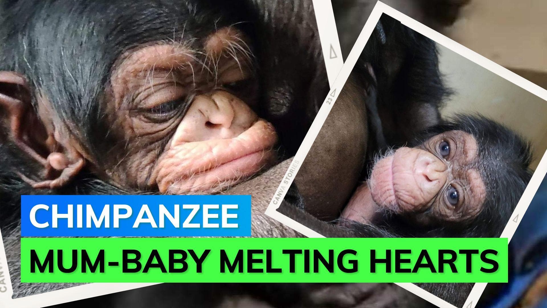 Viral Video: Chimpanzee mum meeting newborn steals million hearts