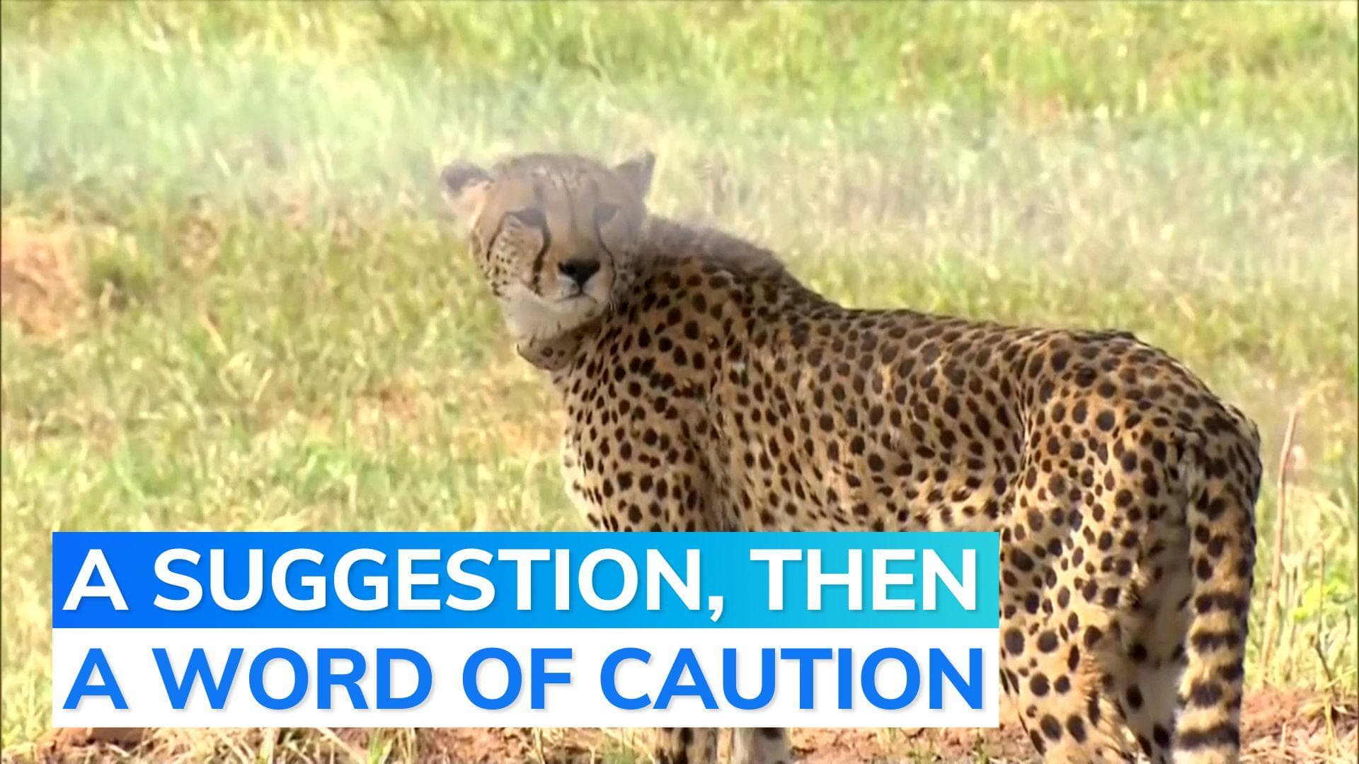 6 cheetah deaths in 2 months at Kuno: what wildlife expert thinks India should do