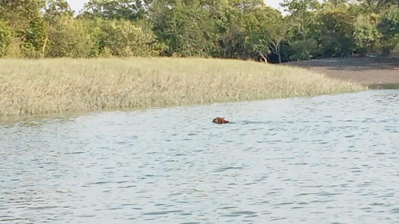 Royal Bengal Tiger : বসন্তে বাঘমামা ! দোবাকির জঙ্গলে পর্যটকদের লেন্সে রয়্যাল বেঙ্গল