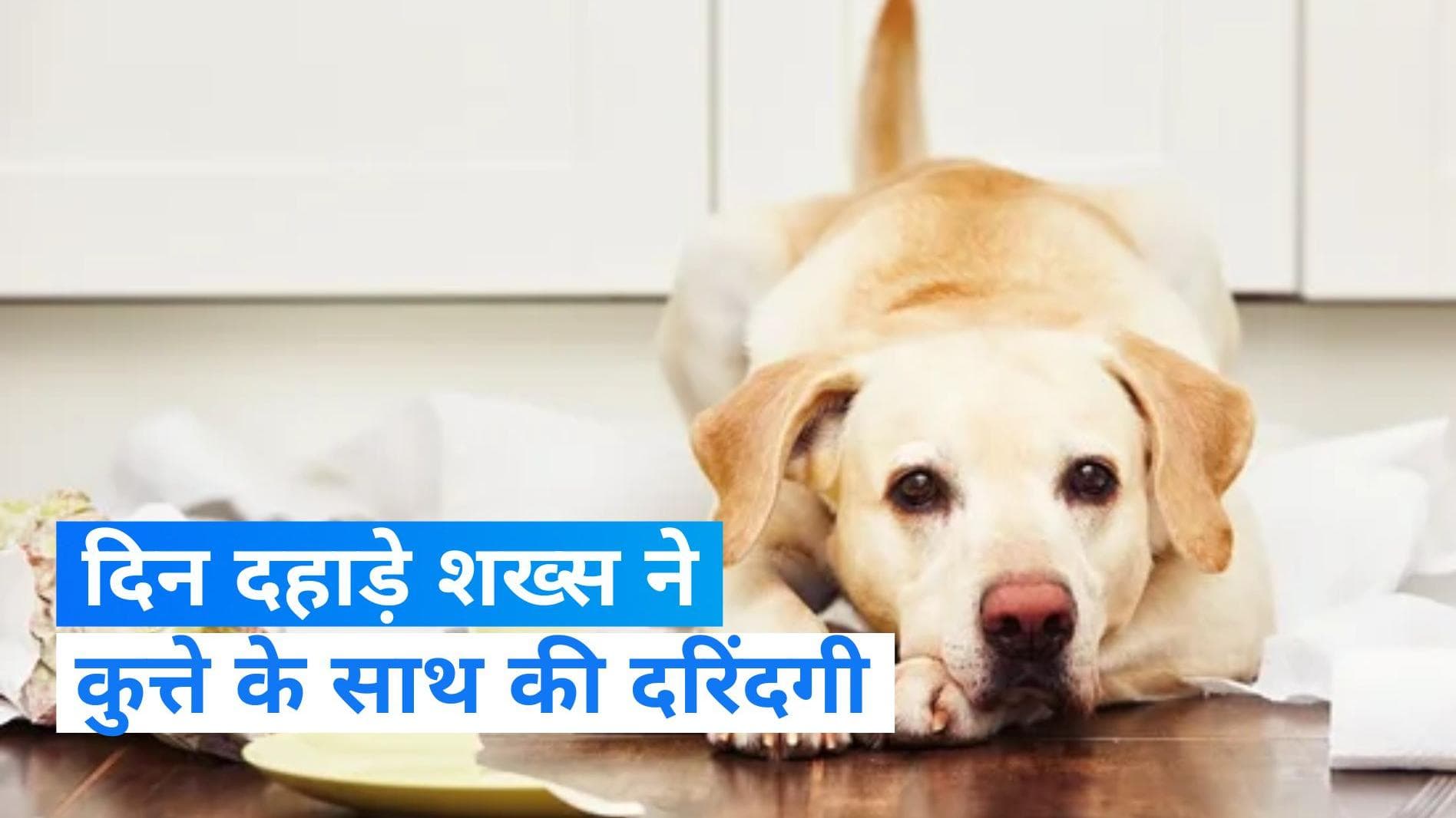 Patna Dog Rape: पटना में कुतिया के साथ की दरिंदगी! मानवता एक बार फिर शर्मसार