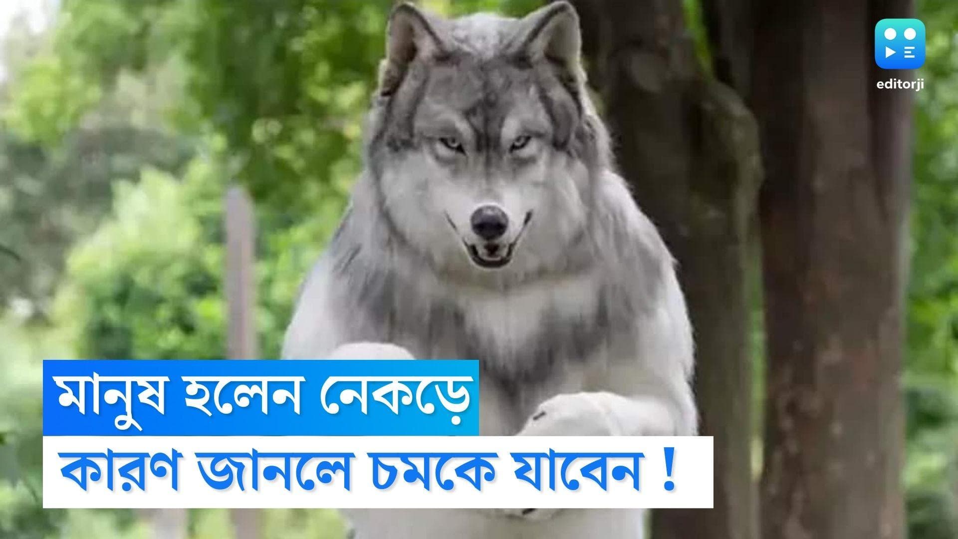 Wolf Viral News : চার পায়ে হাঁটার শখ,প্রায় ১৮ লাখ খরচ করে 'নেকড়ে' হলেন ব্যক্তি !