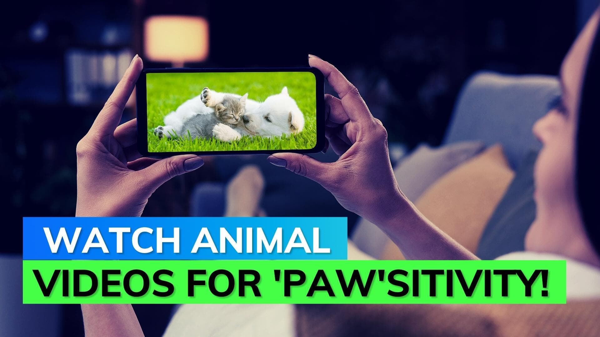 It's official! Watching cute animal videos is good for you
