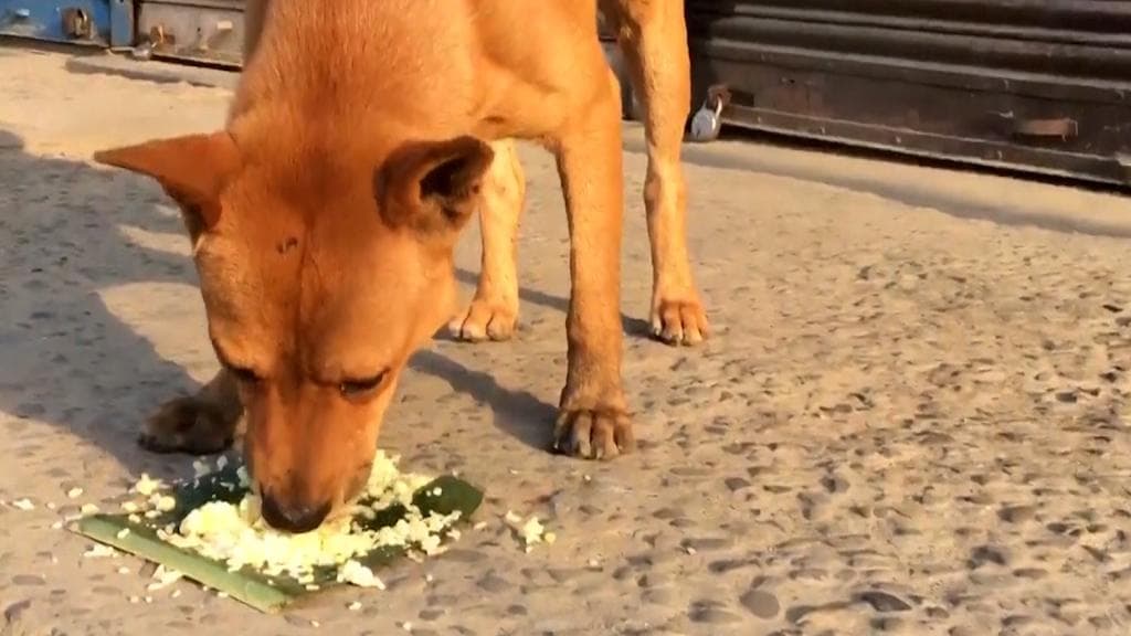 Odisha man poisons 20 stray dogs for 'howling too much', arrested 