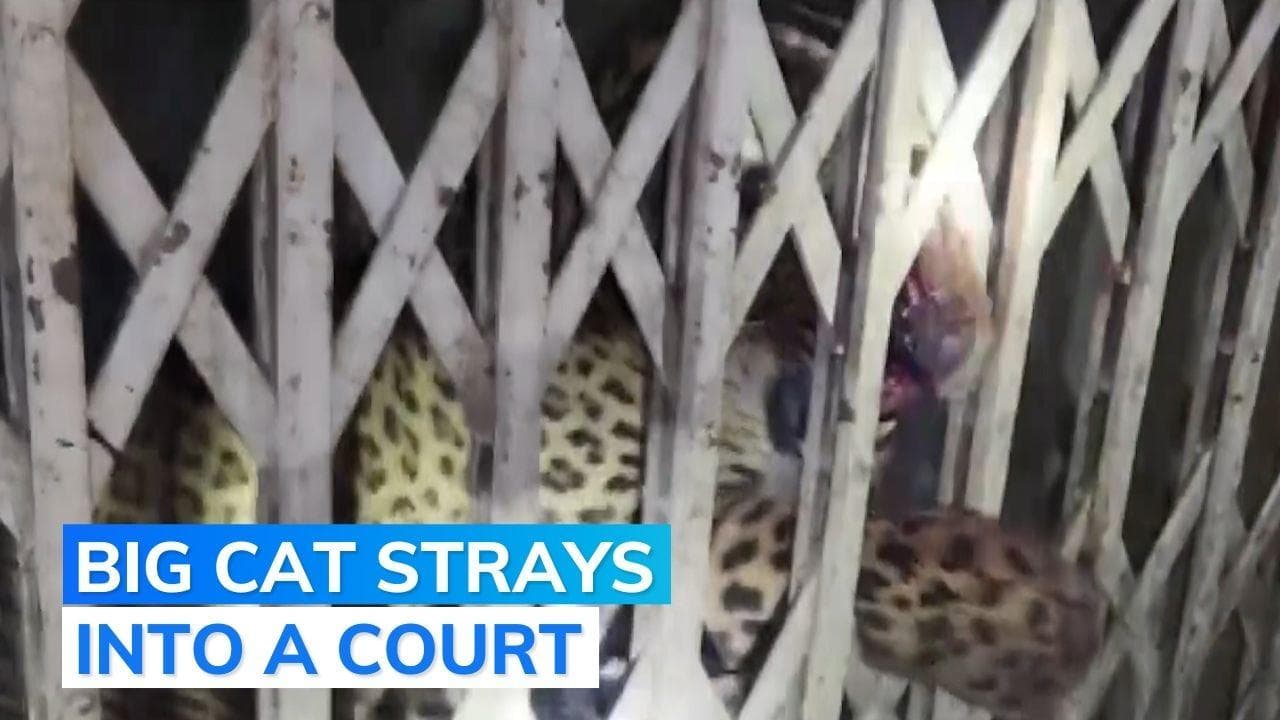 Trending: several injured after a leopard entered Ghaziabad court