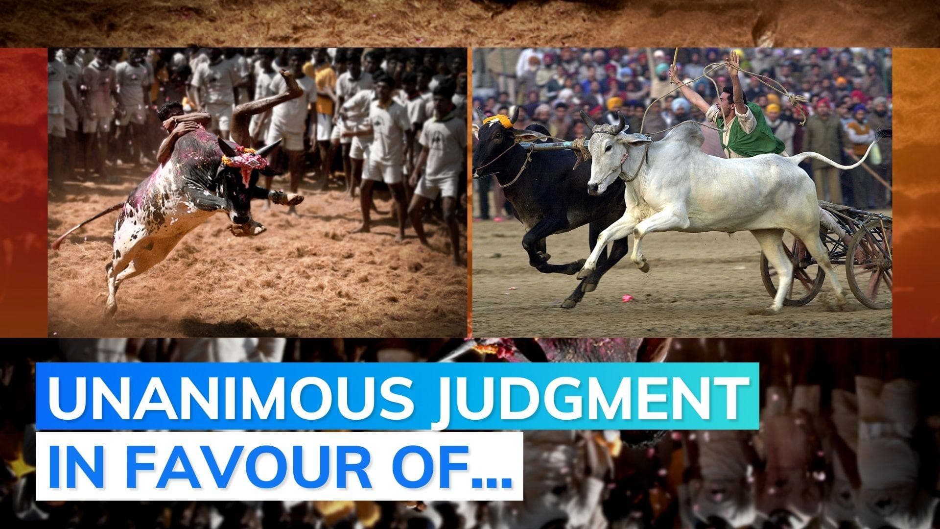 Verdict on Jallikattu, bullock-cart racing: SC upholds state laws allowing animal sports