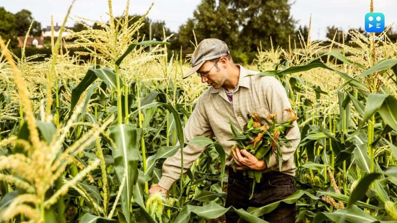 Punjab introduces high-yield maize hybrid PMH 17 to boost farmers’ income & conserve water resources