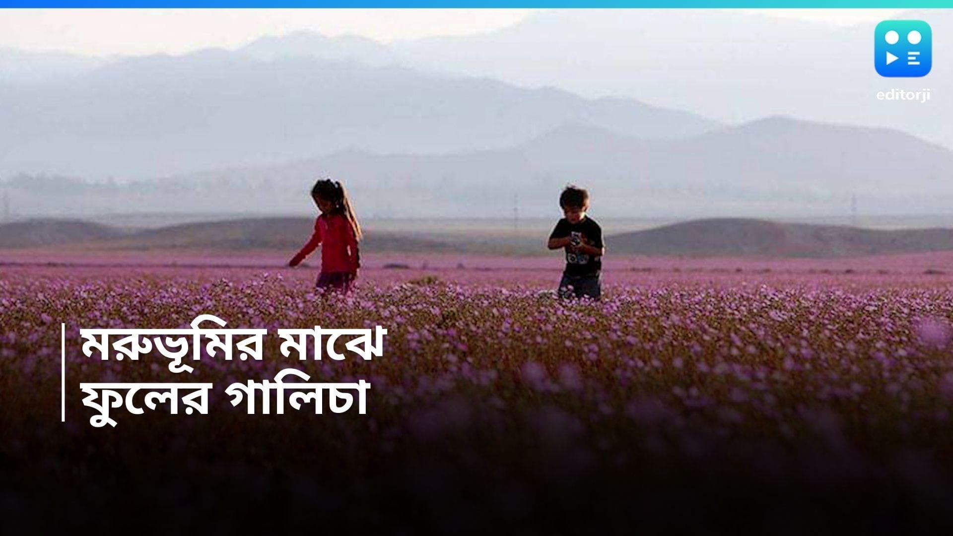 Flower in Deserts: শুষ্কতম মরুভূমিতে ফুলের গালিচা! সিঁদুরে মেঘ দেখছেন পরিবেশবিদরা