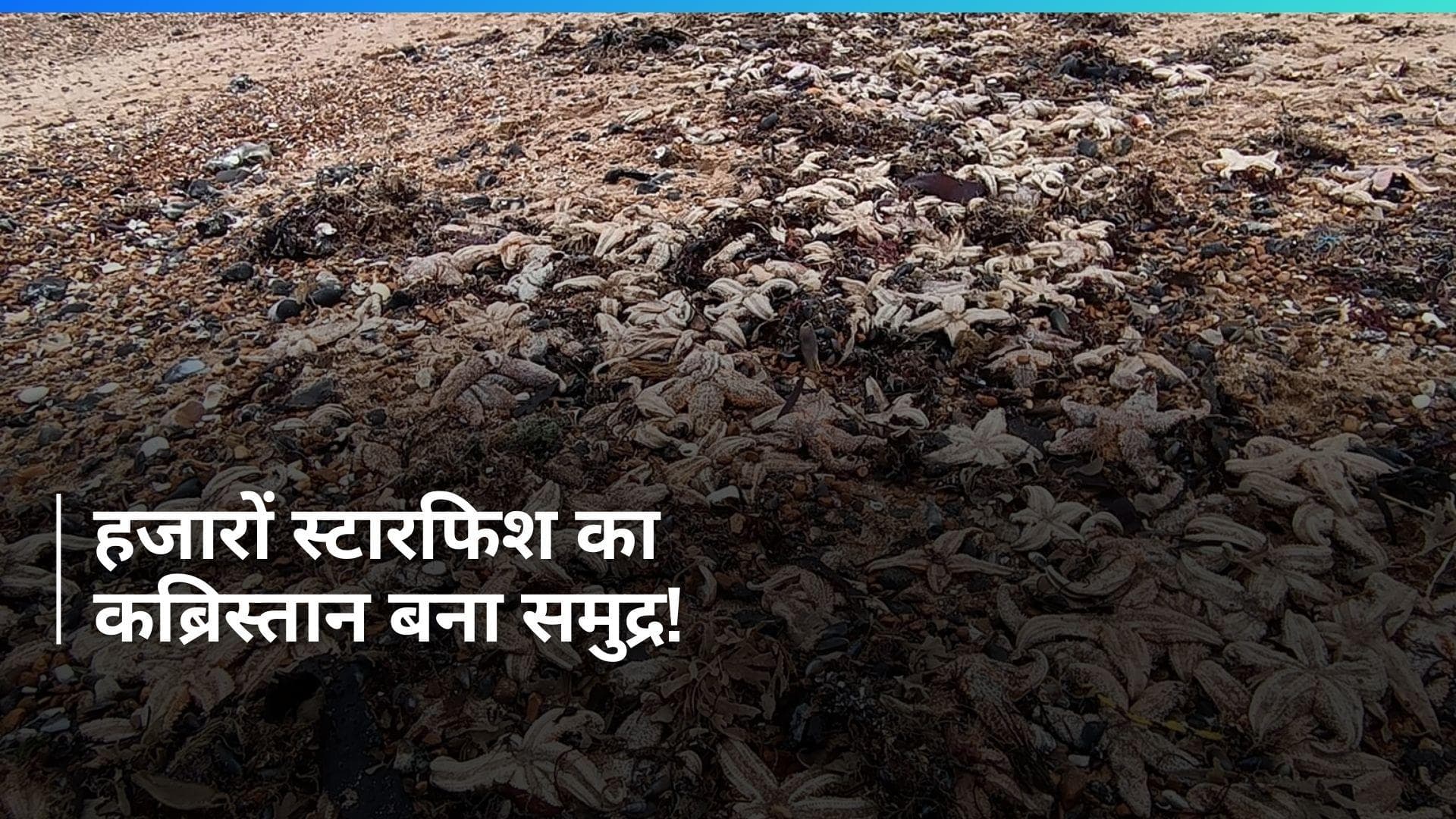 British beach: इंग्लैंड के समुद्र किनारे मिली हजारों मरी हुई स्टारफिश, एडवाइजरी जारी