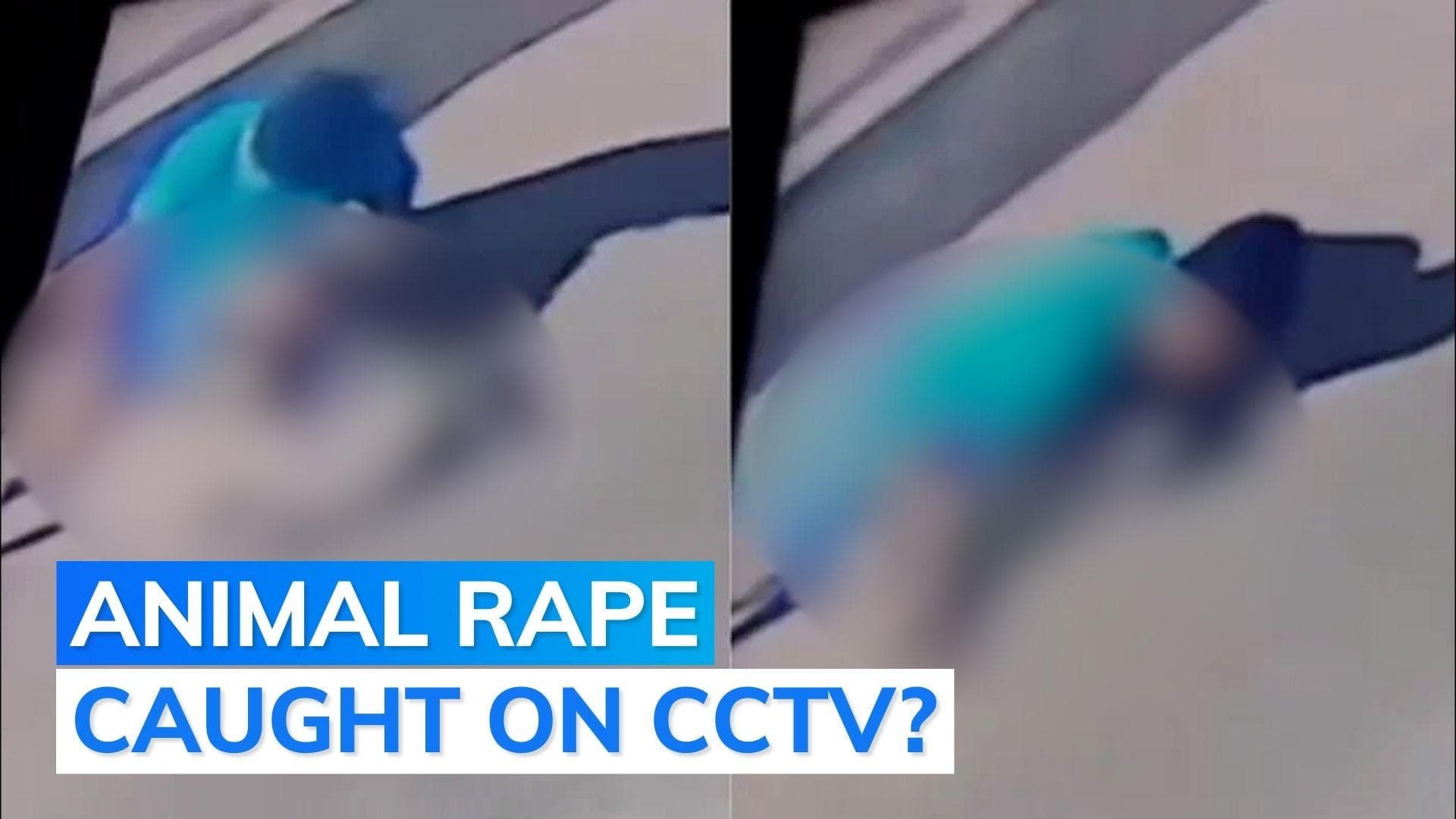 Man raped dog in Patna, claims NGO, files police complaint