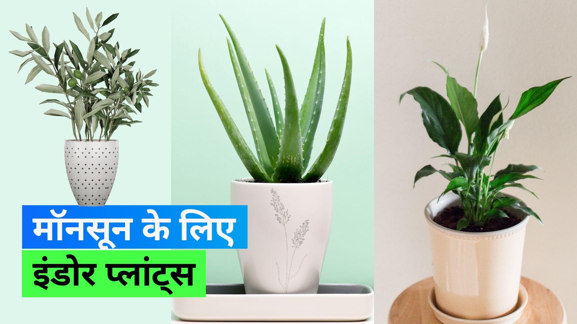 Monsoon 2023: बारिश में घर से नमी दूर रखने में मदद करेंगे ये 5 पौधे, ज़्यादा देखभाल की नहीं है ज़रूरत