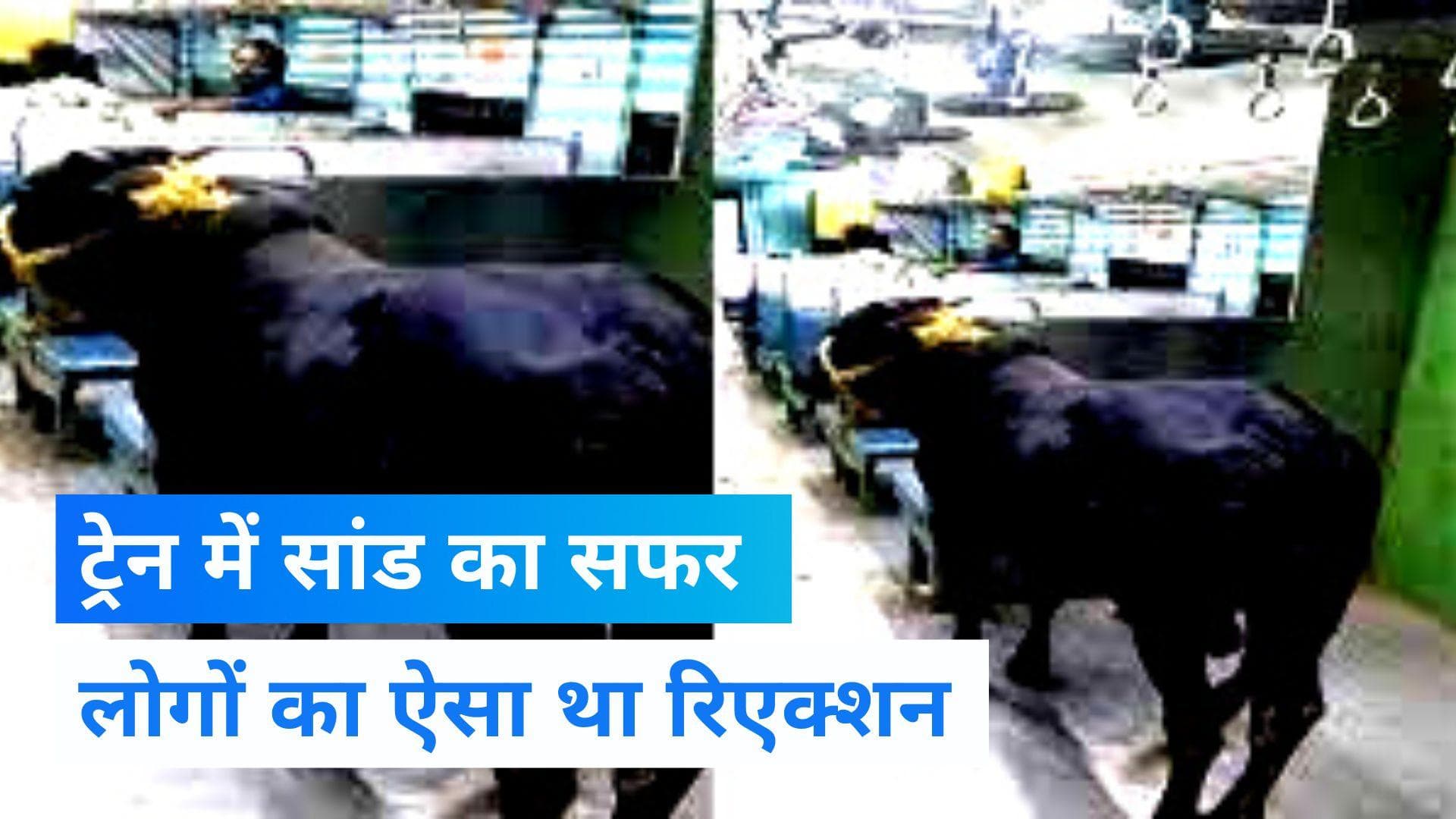 Viral Video: ...जब बिहार में 'लोकल ट्रेन' में सफर करता नजर आया सांड, लोगों में मचा हड़कंप 