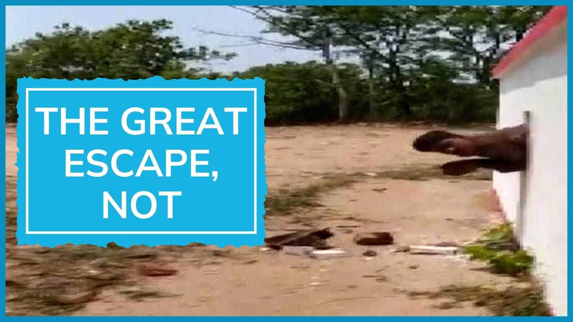 WATCH: thief gets stuck in hole drilled by him to steal from temple