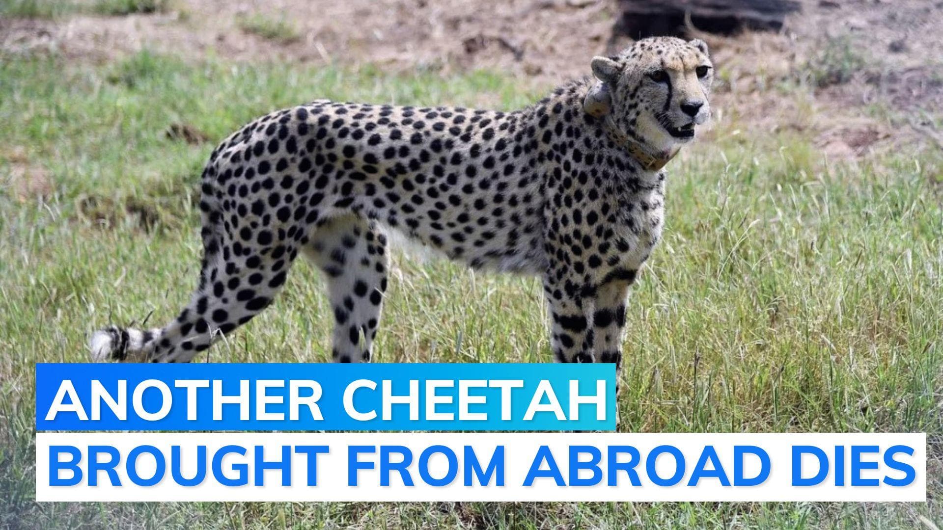 Third cheetah death in 42 days at Kuno National Park