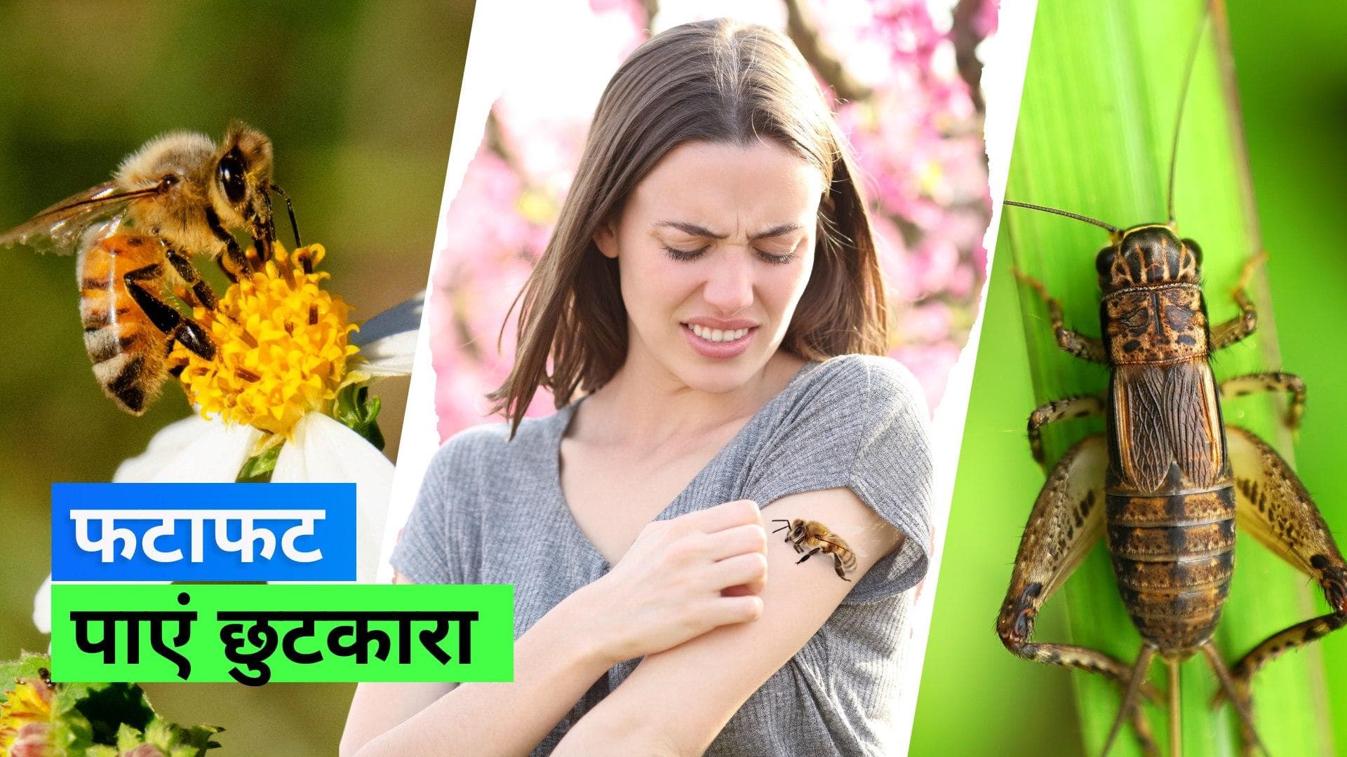 Insect bite care: बारिश में कीड़े मकोड़े के काटने पर ऐसे करें सूजन कम और पाएं तुरंत आराम 