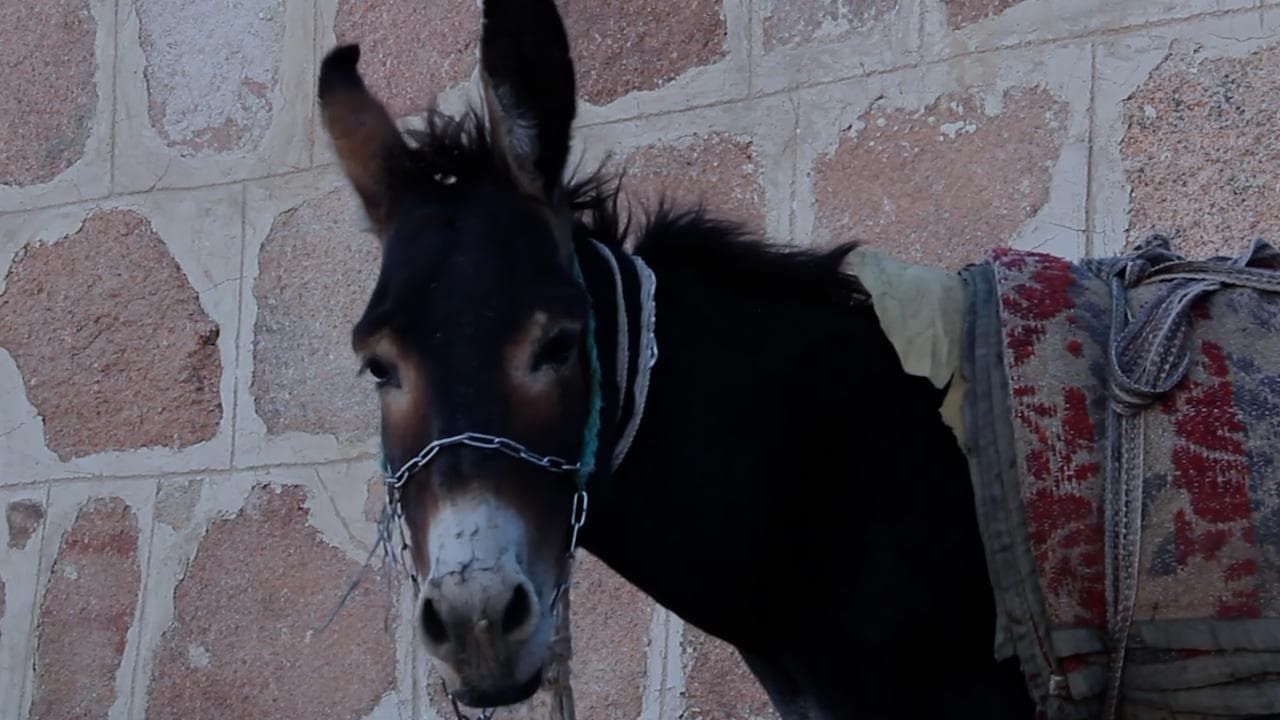 Bray Tell: Where have all the Donkeys gone? 
