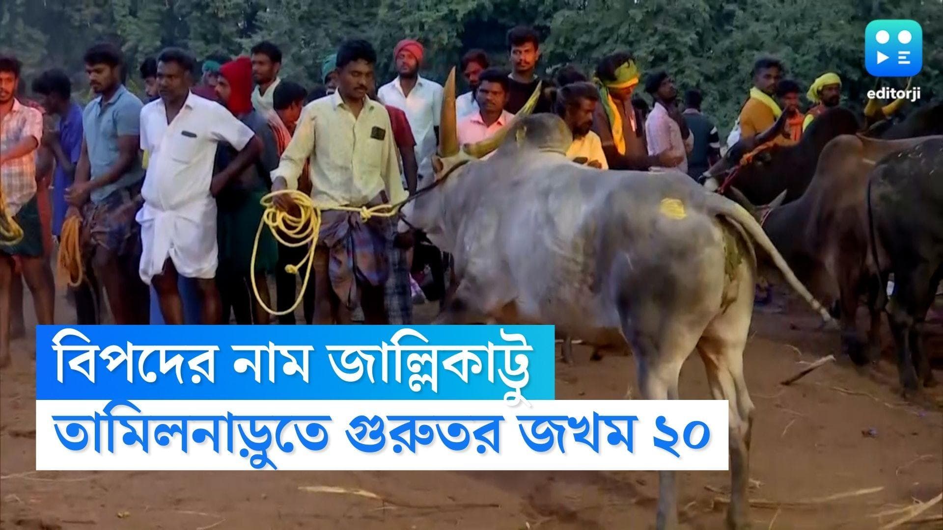 Jallikattu Accident in Tamilnadu: ফের জাল্লিকাট্টু অনুষ্ঠানে দুর্ঘটনা, ষাঁড়ের গুঁতোয় গুরুতর জখম ২০ জন