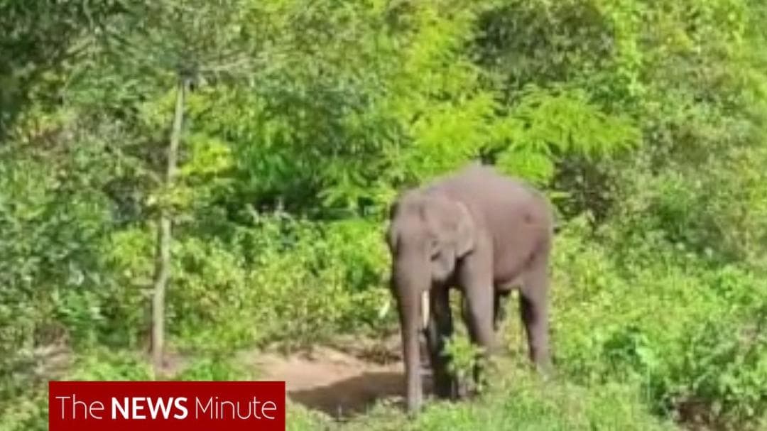 Tamil Nadu and Kerala join hands to treat injured elephant