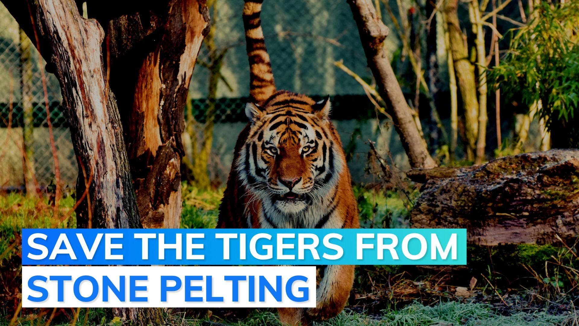 MP zoo orders probe after Raveena Tandon shared video on tiger being assaulted